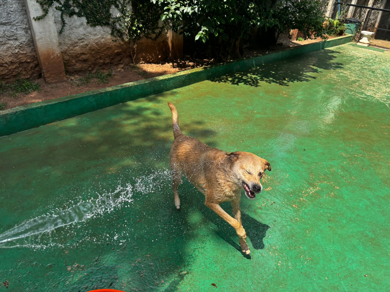 Foto do dia 18/03/2026 11:47  na clínica Animal House