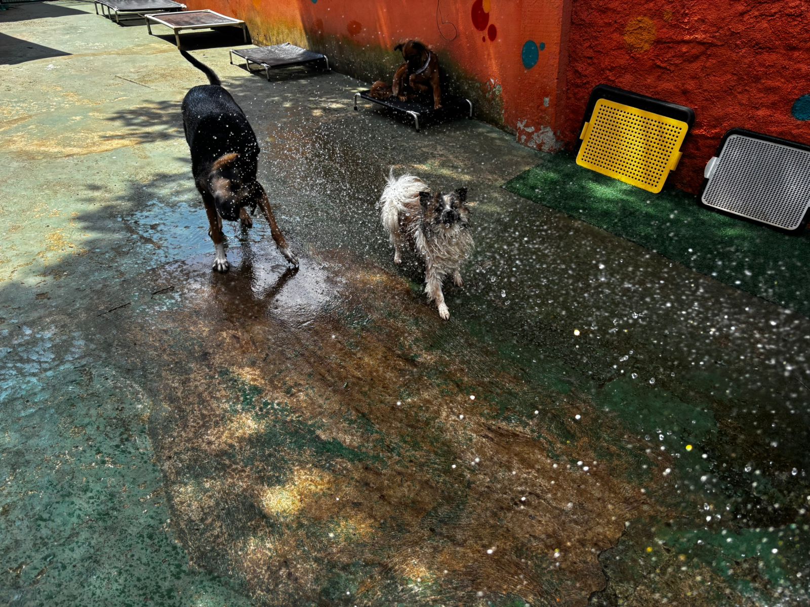 Foto do dia 18/03/2026 11:47  na clínica Animal House