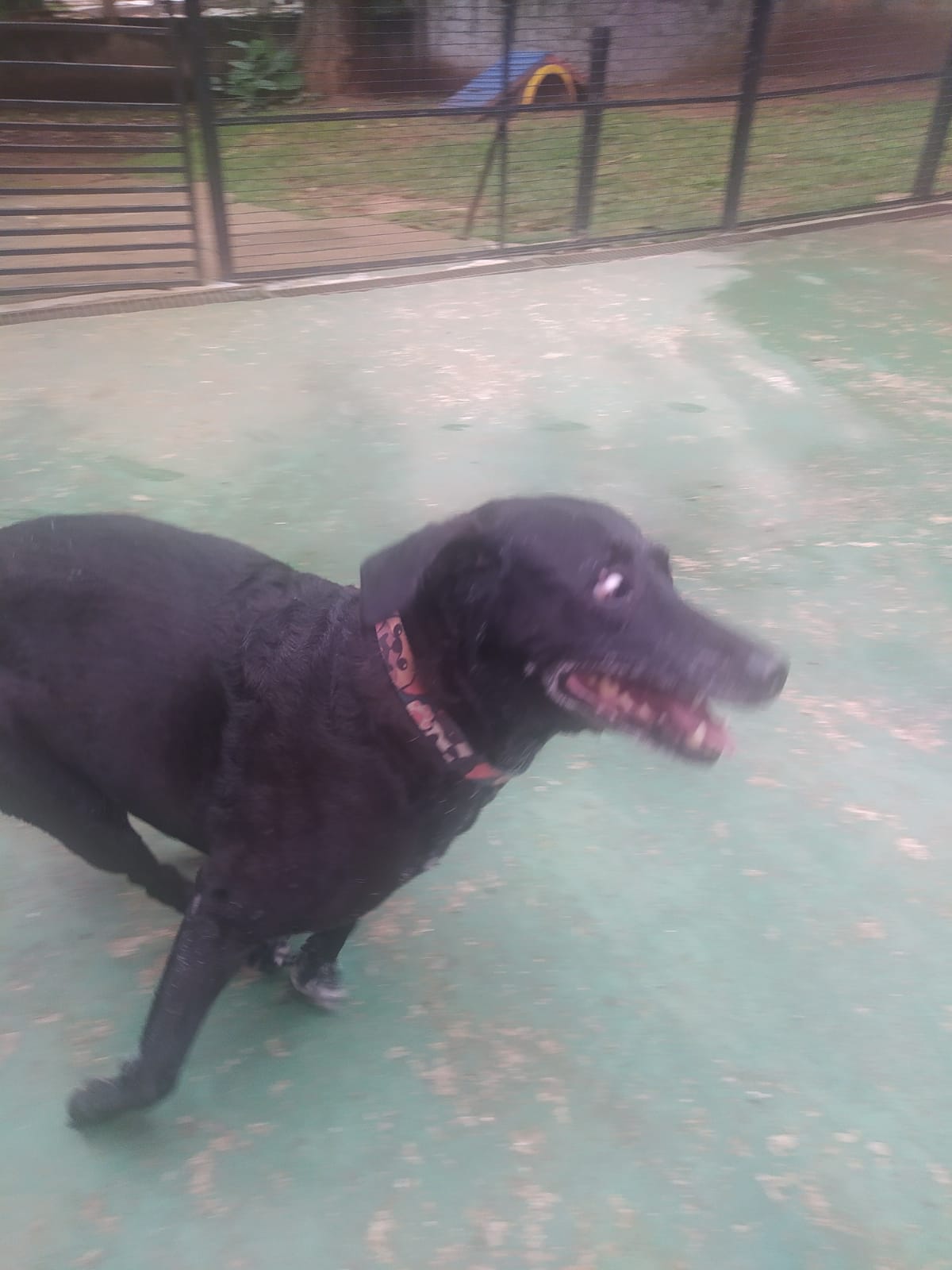 Foto do dia 19/03/2026 09:38  na clínica Animal House