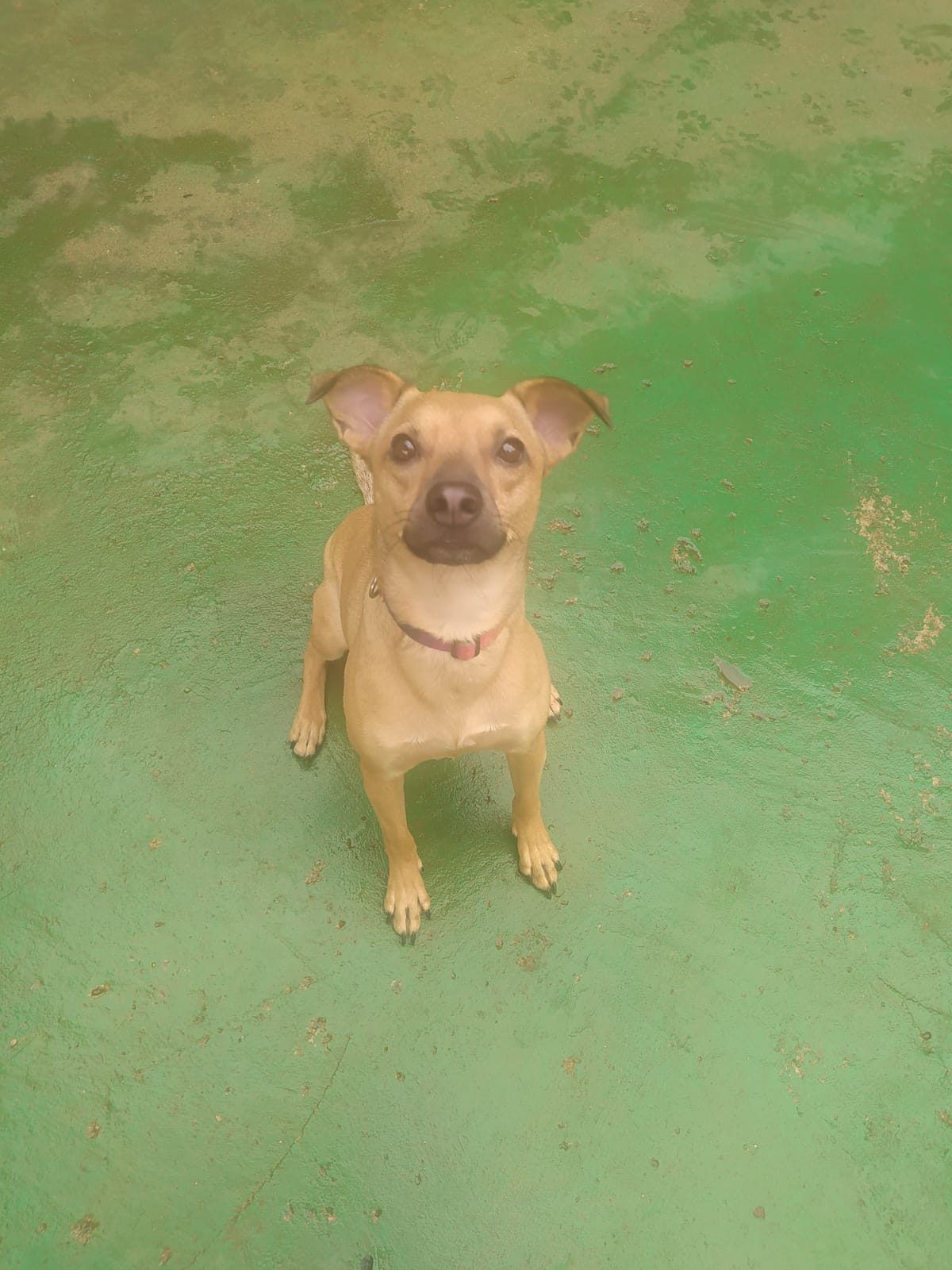 Foto do dia 19/03/2026 09:42  na clínica Animal House