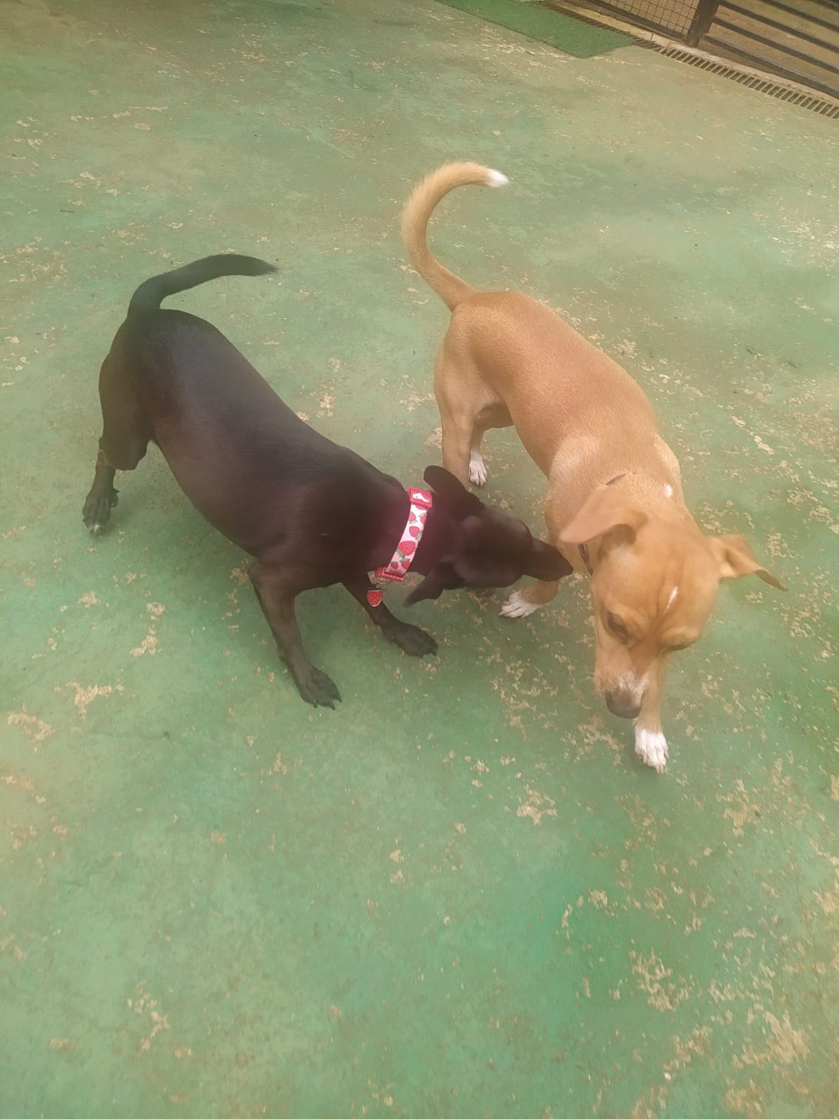 Foto do dia 19/03/2026 09:52  na clínica Animal House