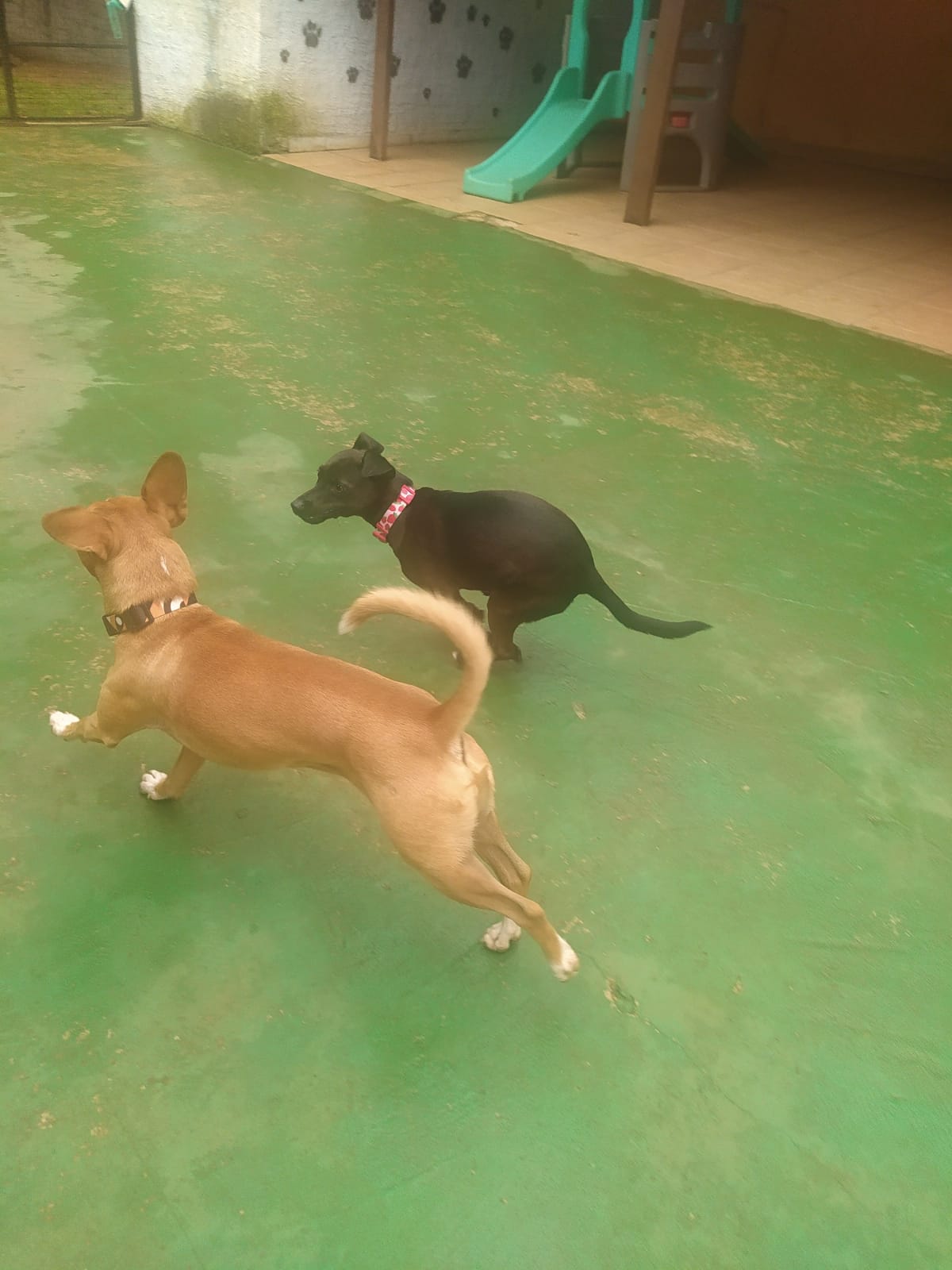 Foto do dia 19/03/2026 09:52  na clínica Animal House