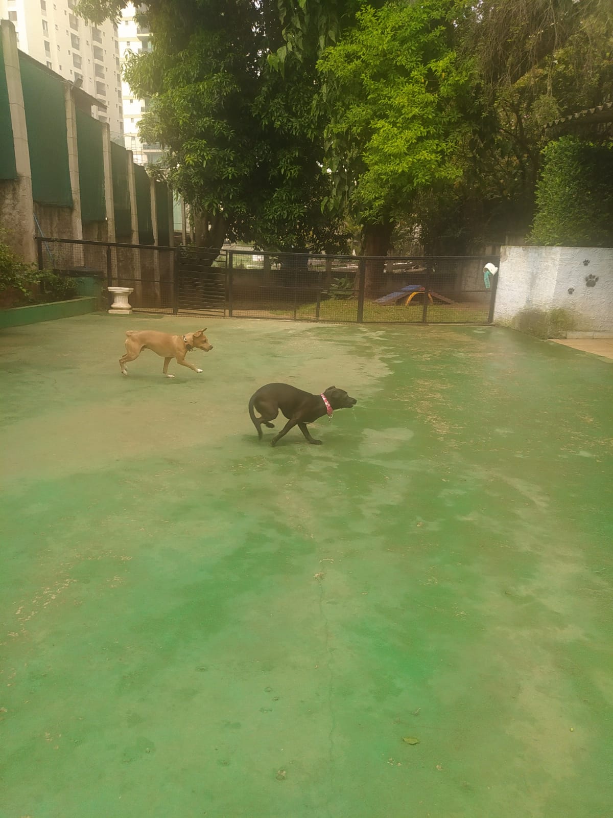 Foto do dia 19/03/2026 09:52  na clínica Animal House