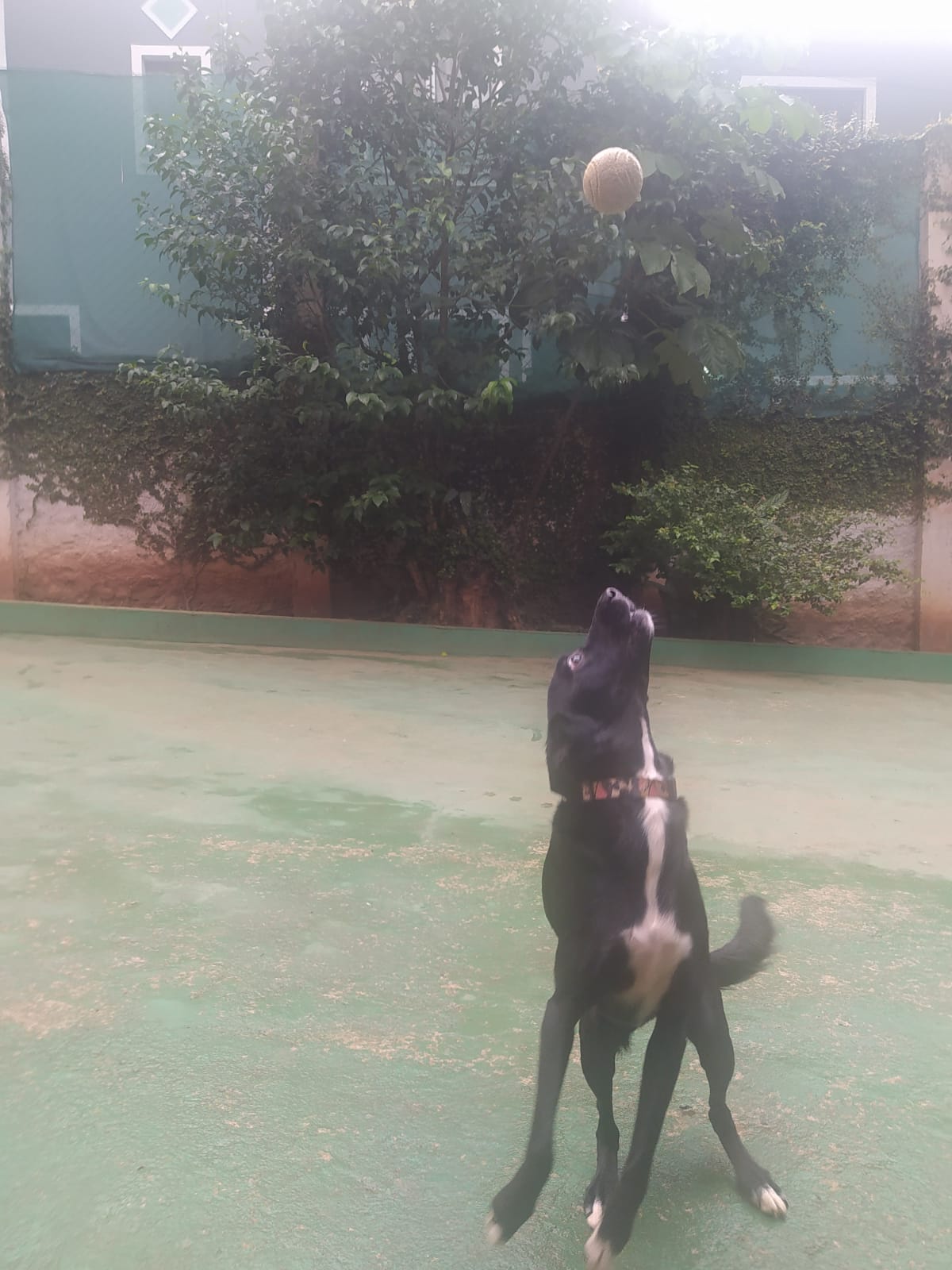 Foto do dia 19/03/2026 09:59  na clínica Animal House