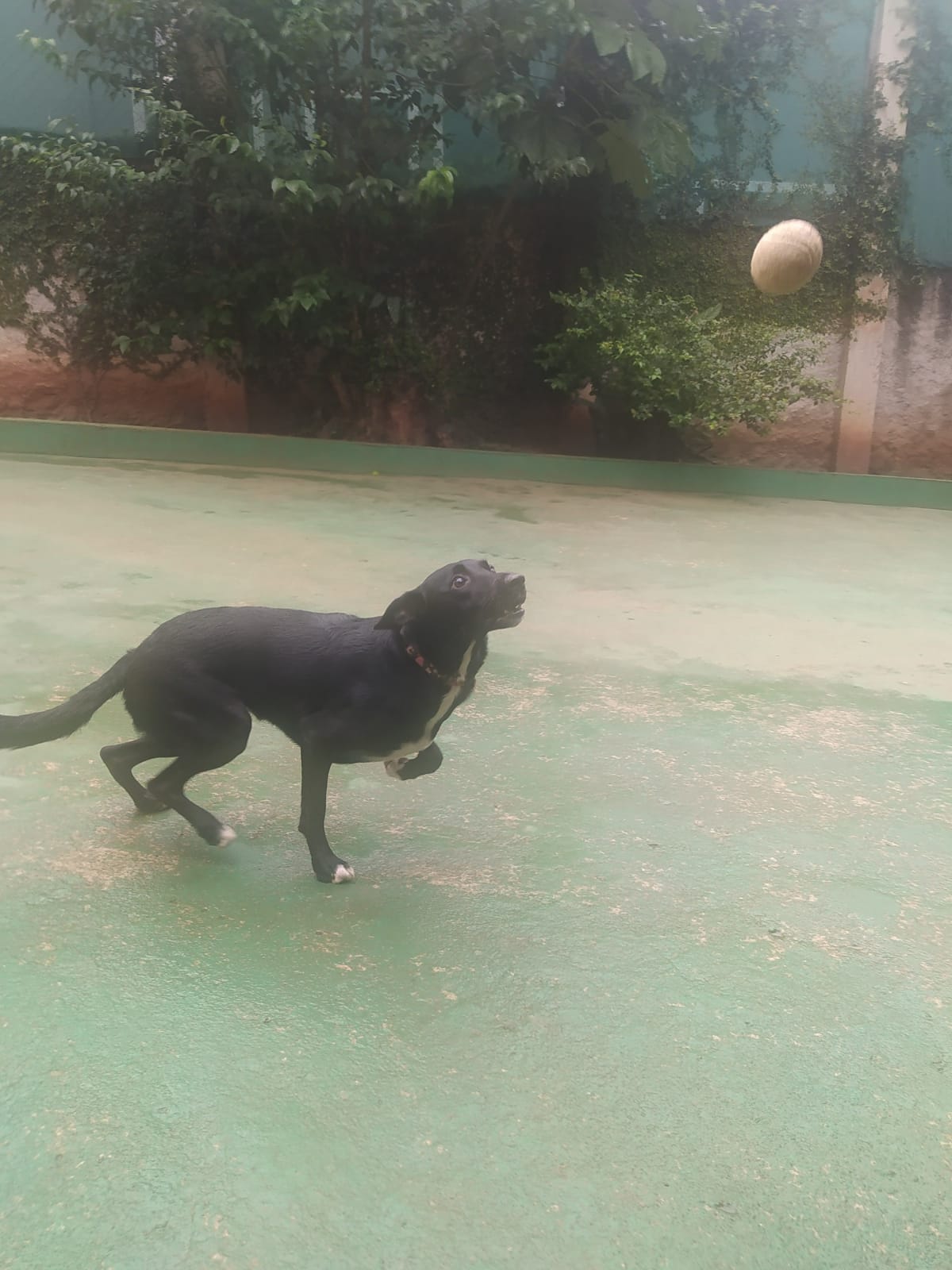 Foto do dia 19/03/2026 10:00  na clínica Animal House