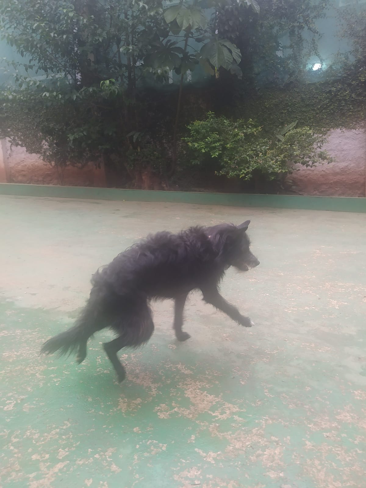 Foto do dia 19/03/2026 10:15  na clínica Animal House