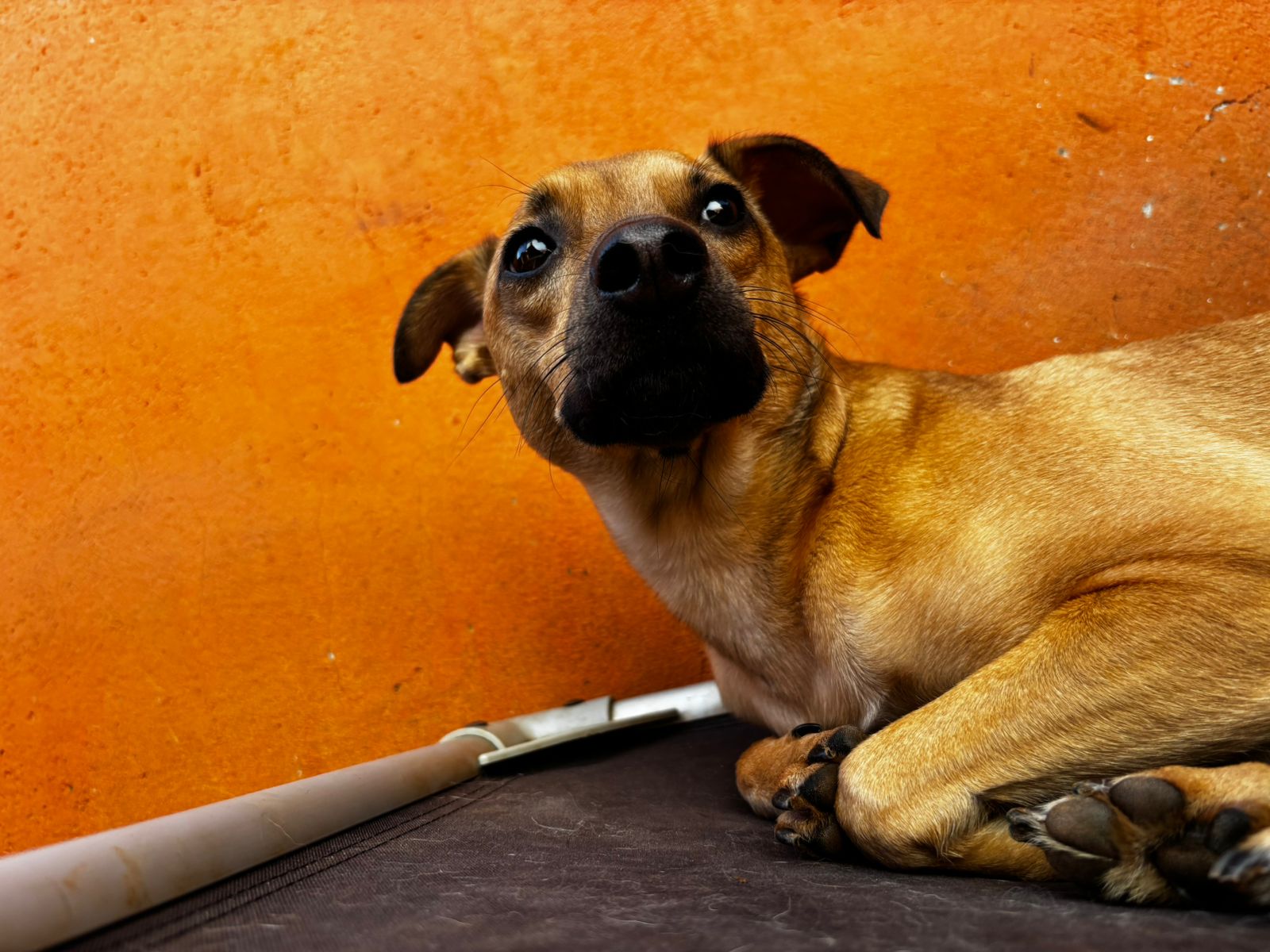 Foto do dia 20/03/2026 08:43  na clínica Animal House