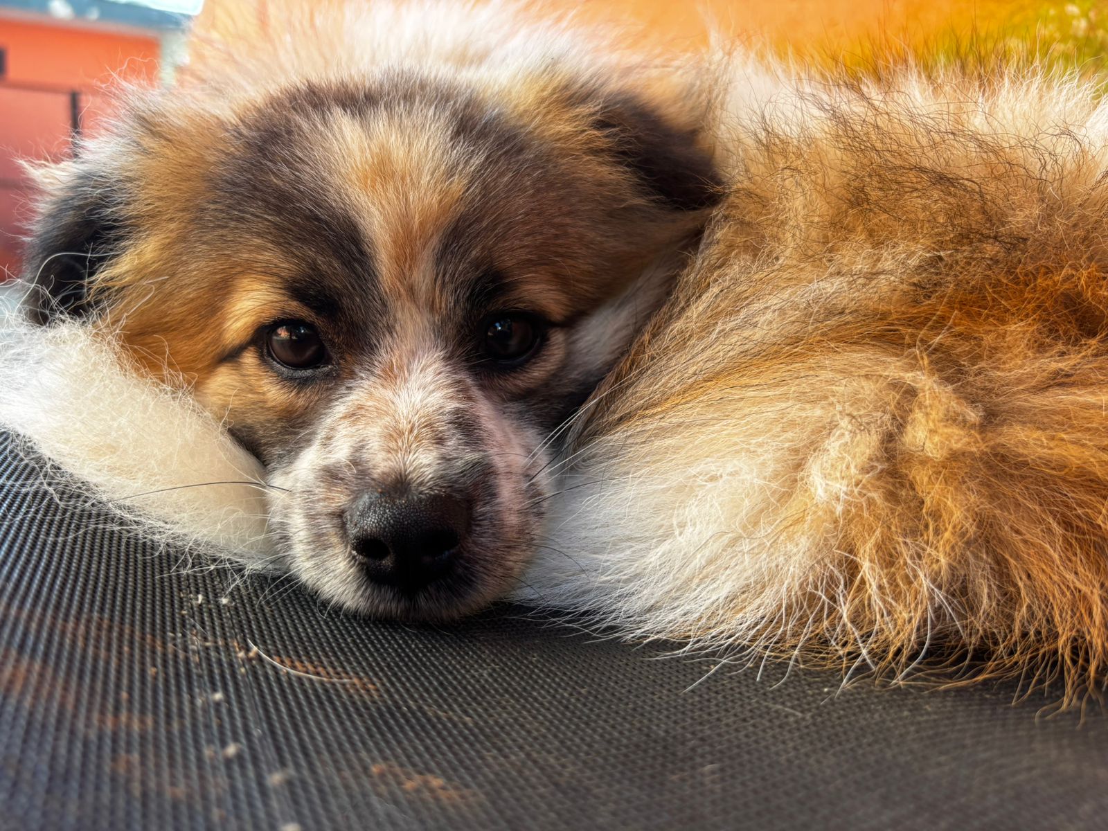 Foto do dia 20/03/2026 08:43  na clínica Animal House