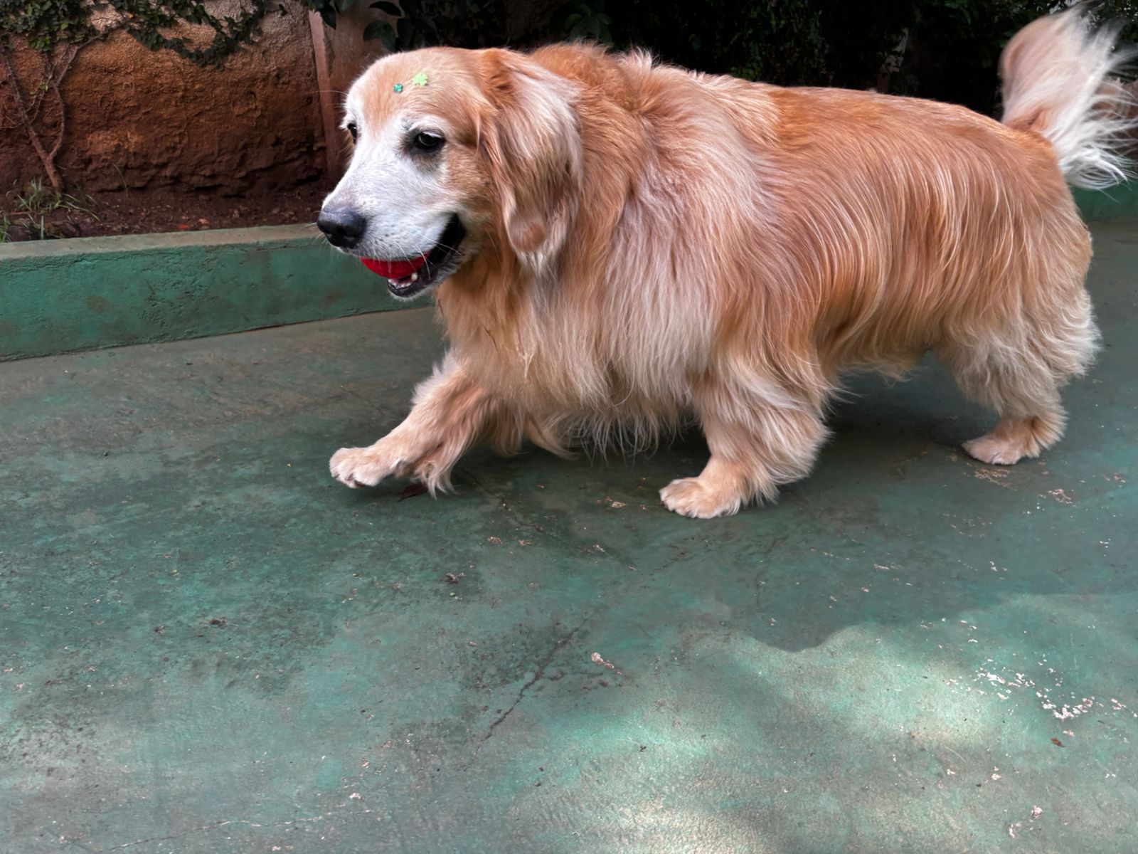 Foto do dia 20/03/2026 09:59  na clínica Animal House