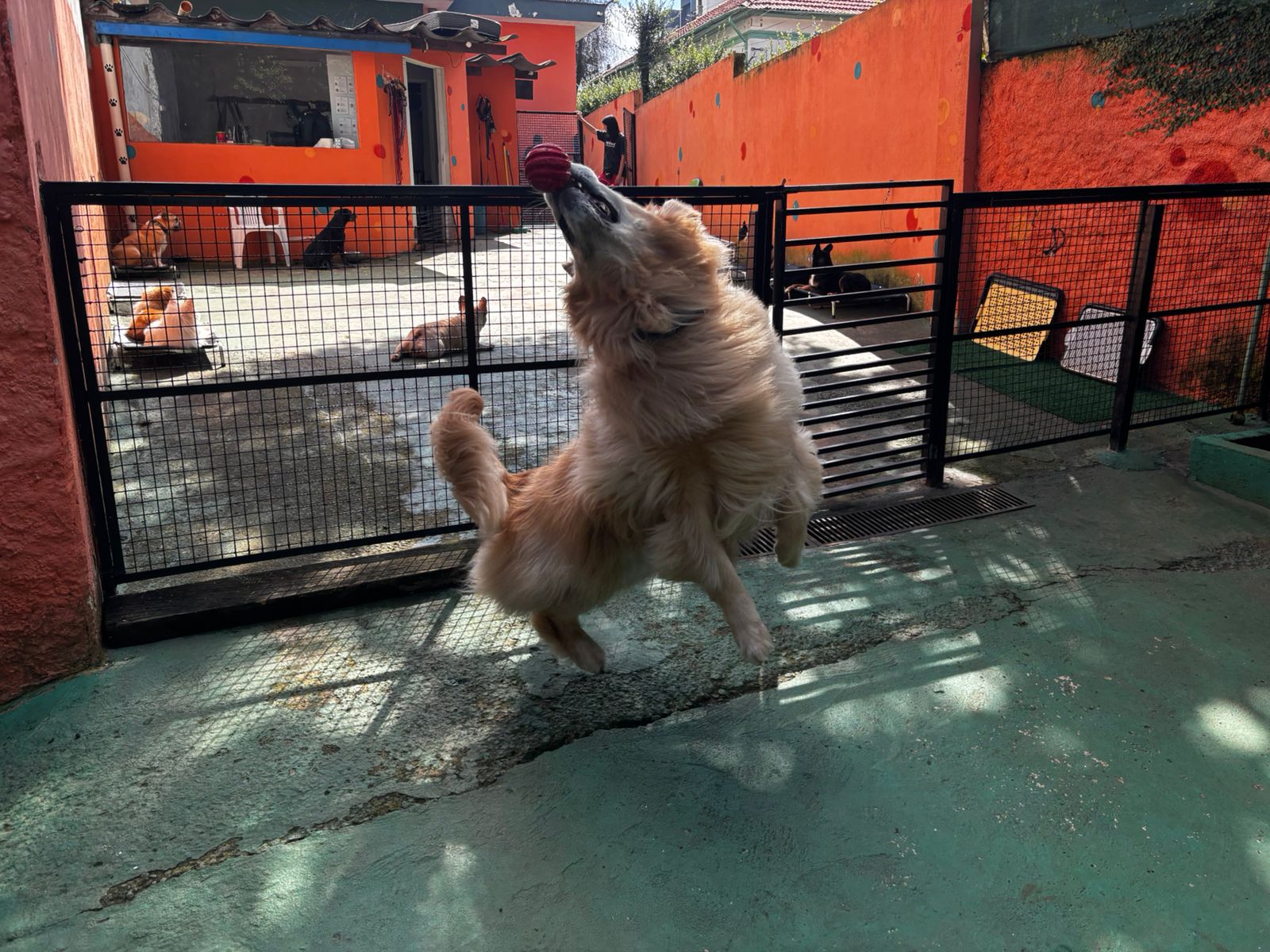 Foto do dia 20/03/2026 09:59  na clínica Animal House