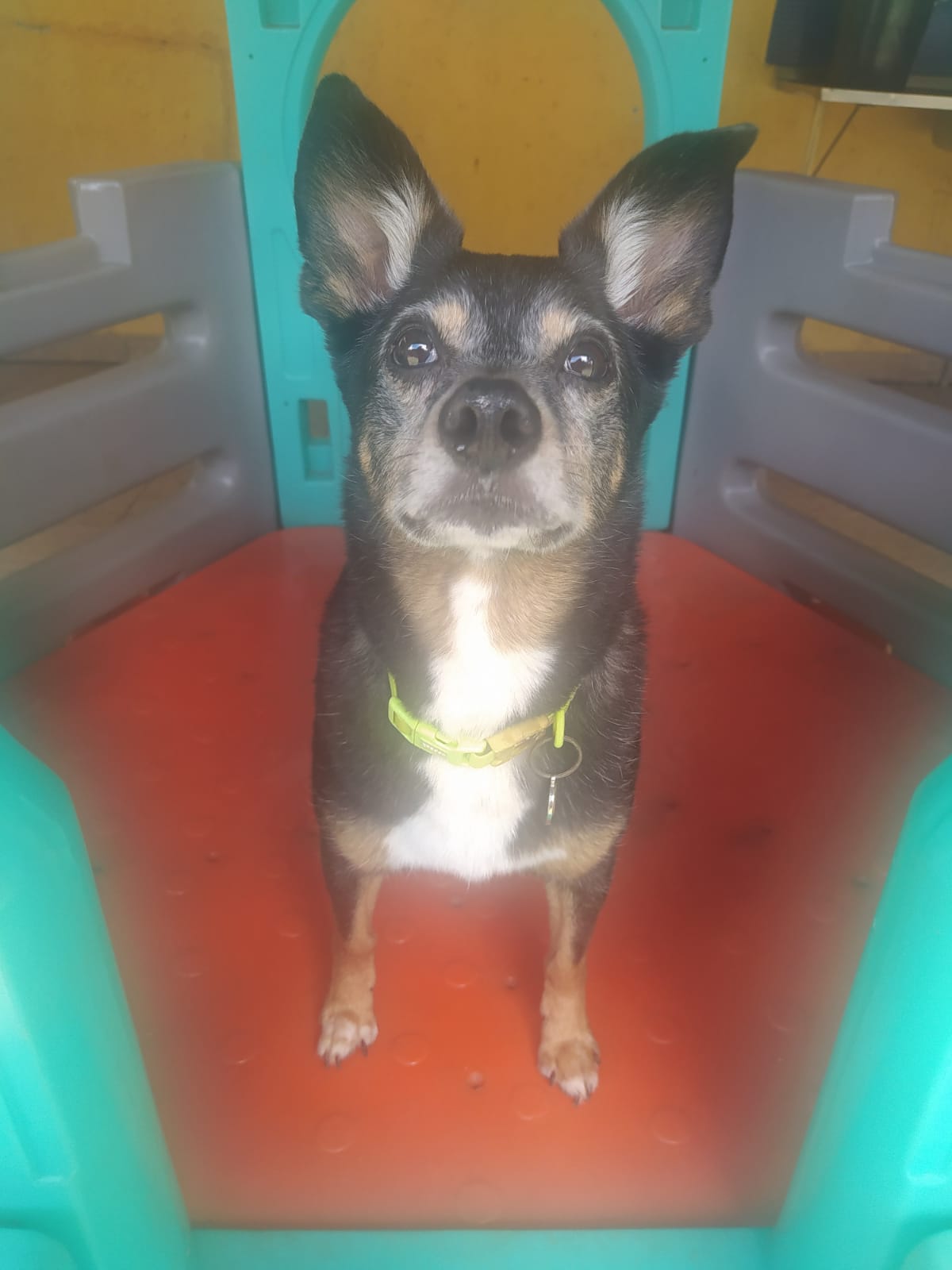 Foto do dia 20/03/2026 10:43  na clínica Animal House