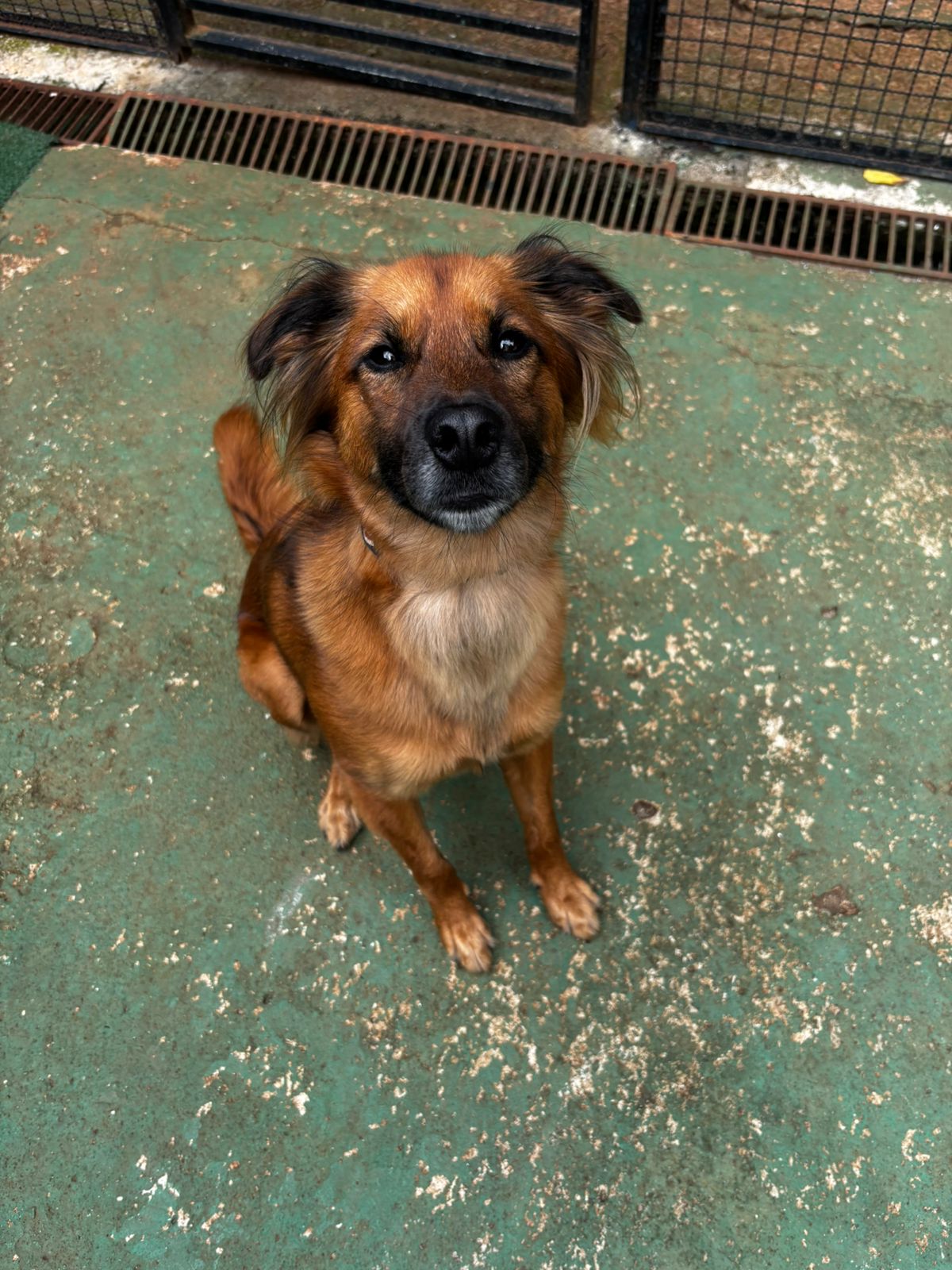 Foto do dia 20/03/2026 11:08  na clínica Animal House