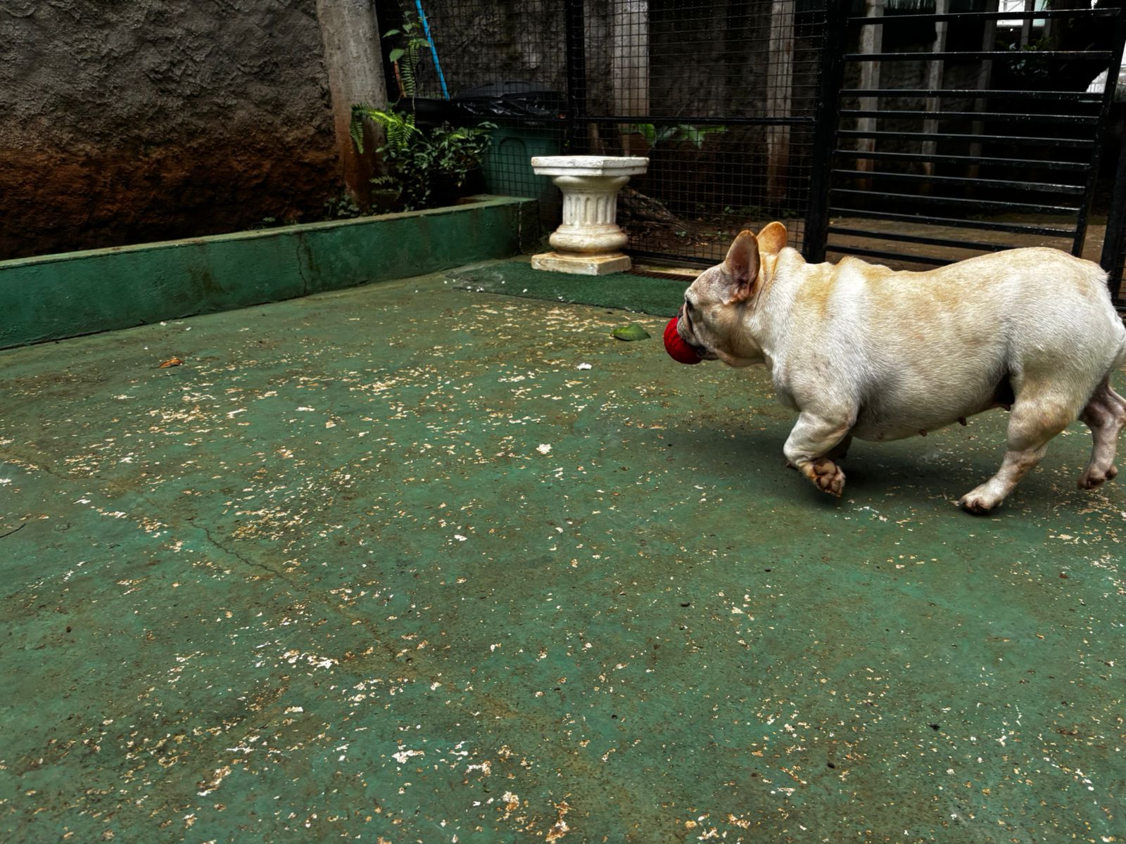 Foto do dia 20/03/2026 11:08  na clínica Animal House