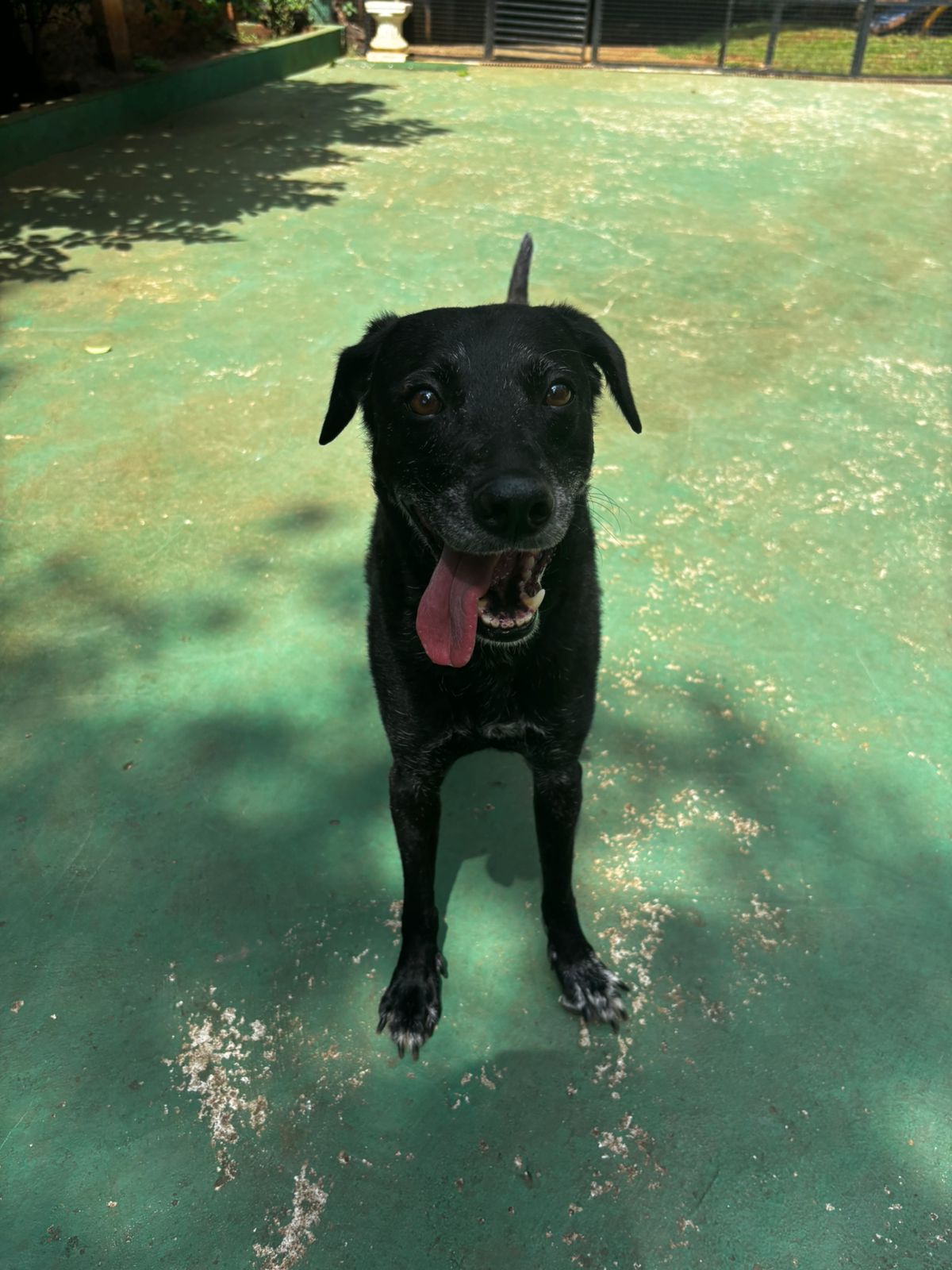 Foto do dia 20/03/2026 11:26  na clínica Animal House