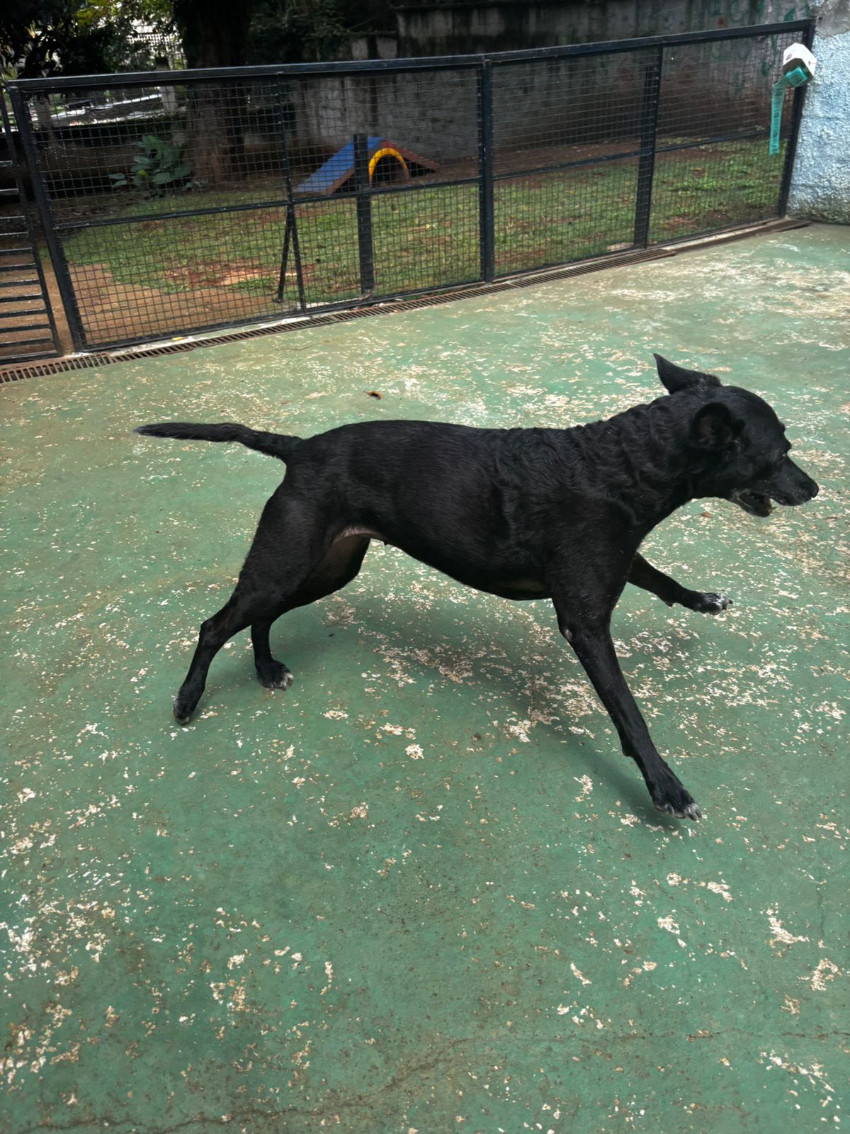 Foto do dia 20/03/2026 11:26  na clínica Animal House