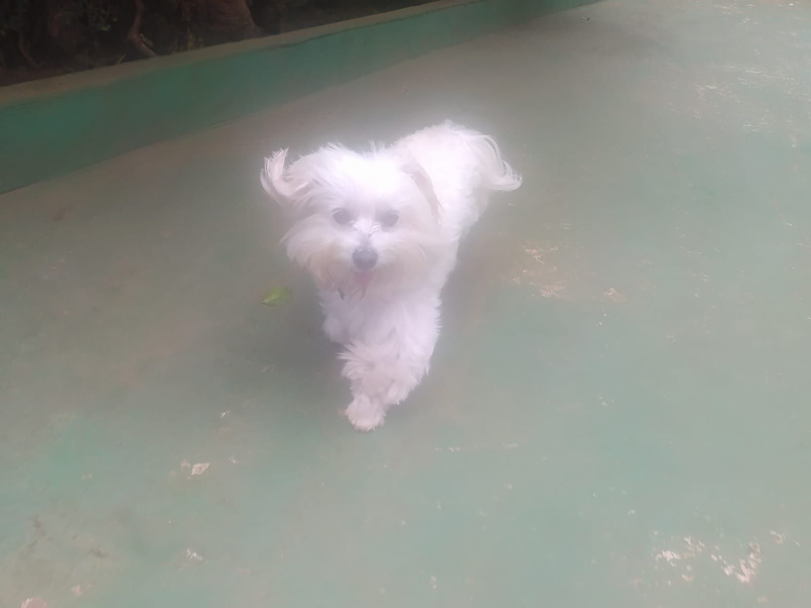 Foto do dia 20/03/2026 12:14  na clínica Animal House