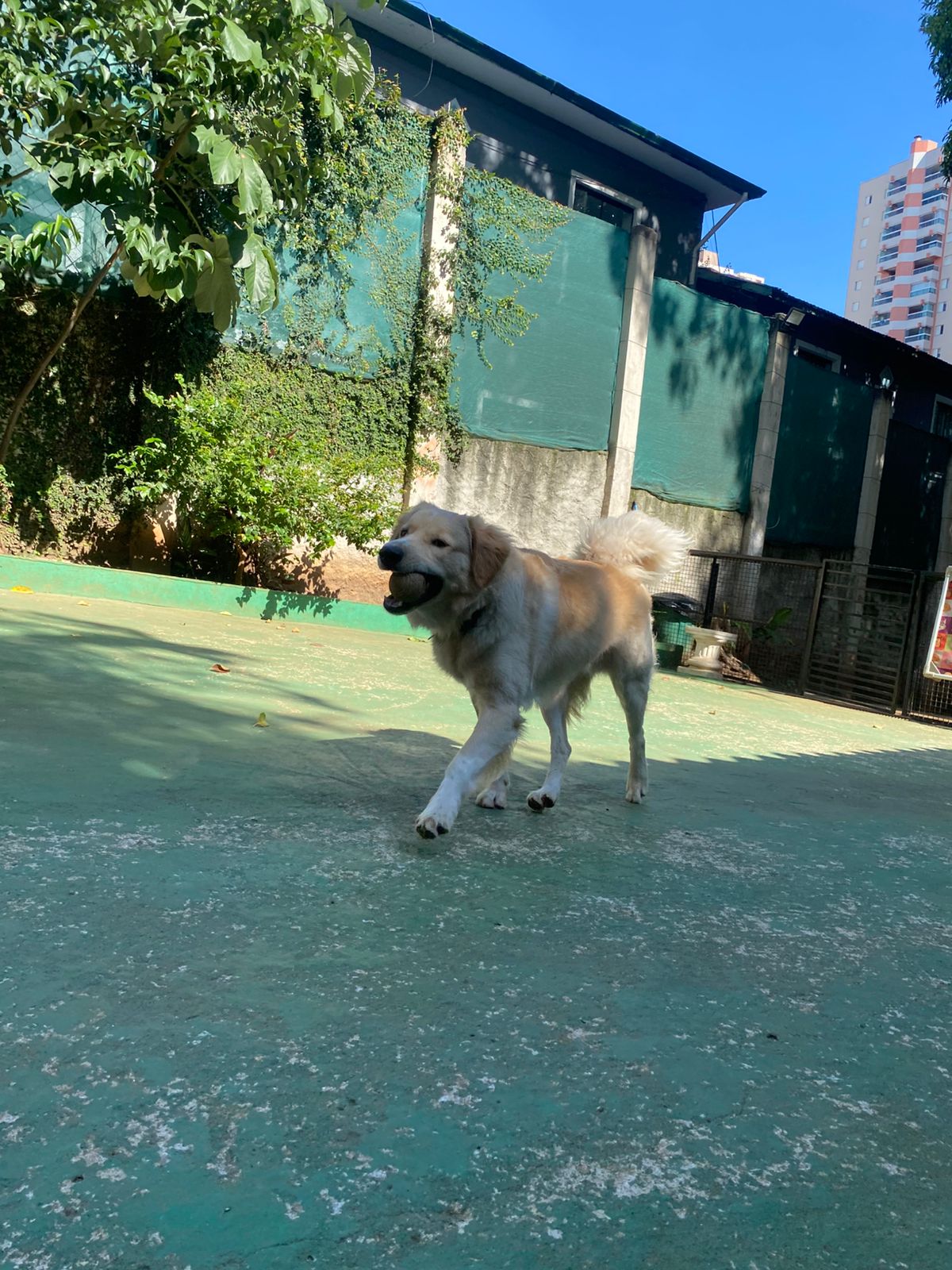 Foto do dia 23/03/2026 15:15  na clínica Animal House