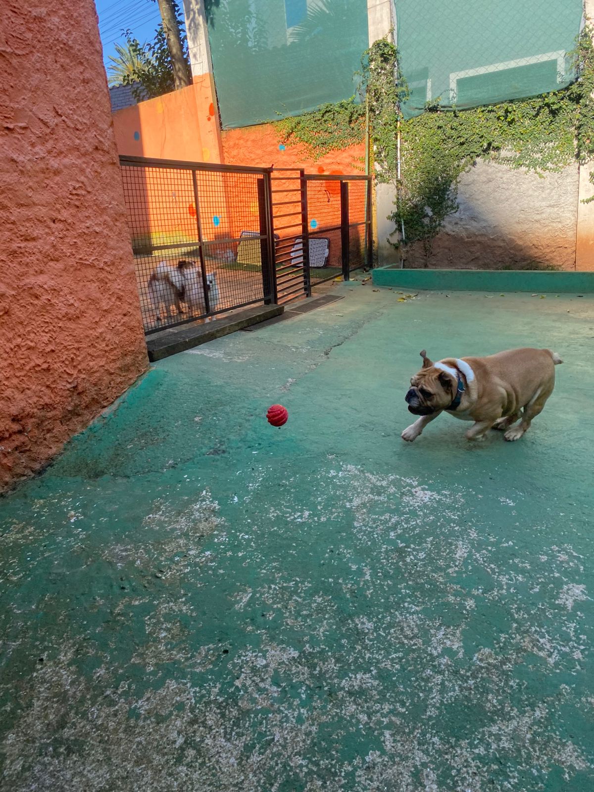 Foto do dia 23/03/2026 15:15  na clínica Animal House