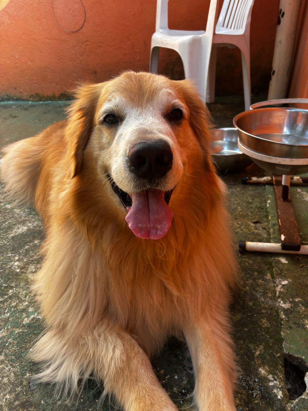 Foto do dia 24/03/2026 09:39  na clínica Animal House