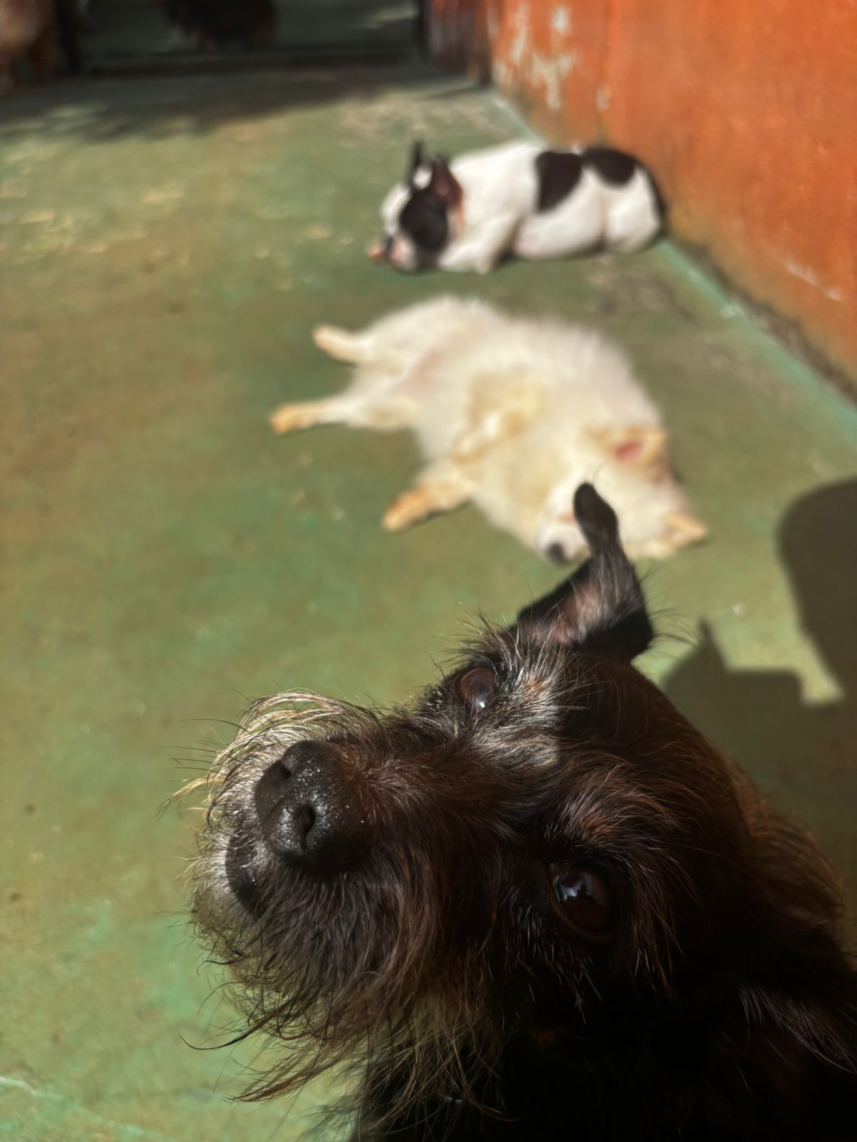 Foto do dia 24/03/2026 09:39  na clínica Animal House