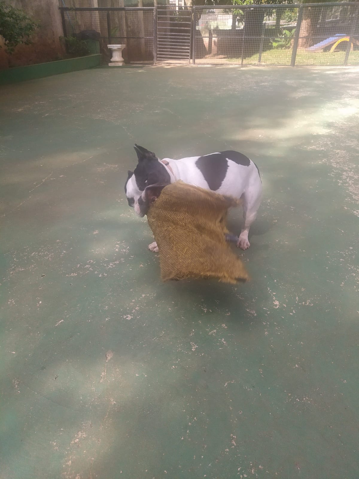 Foto do dia 24/03/2026 09:59  na clínica Animal House