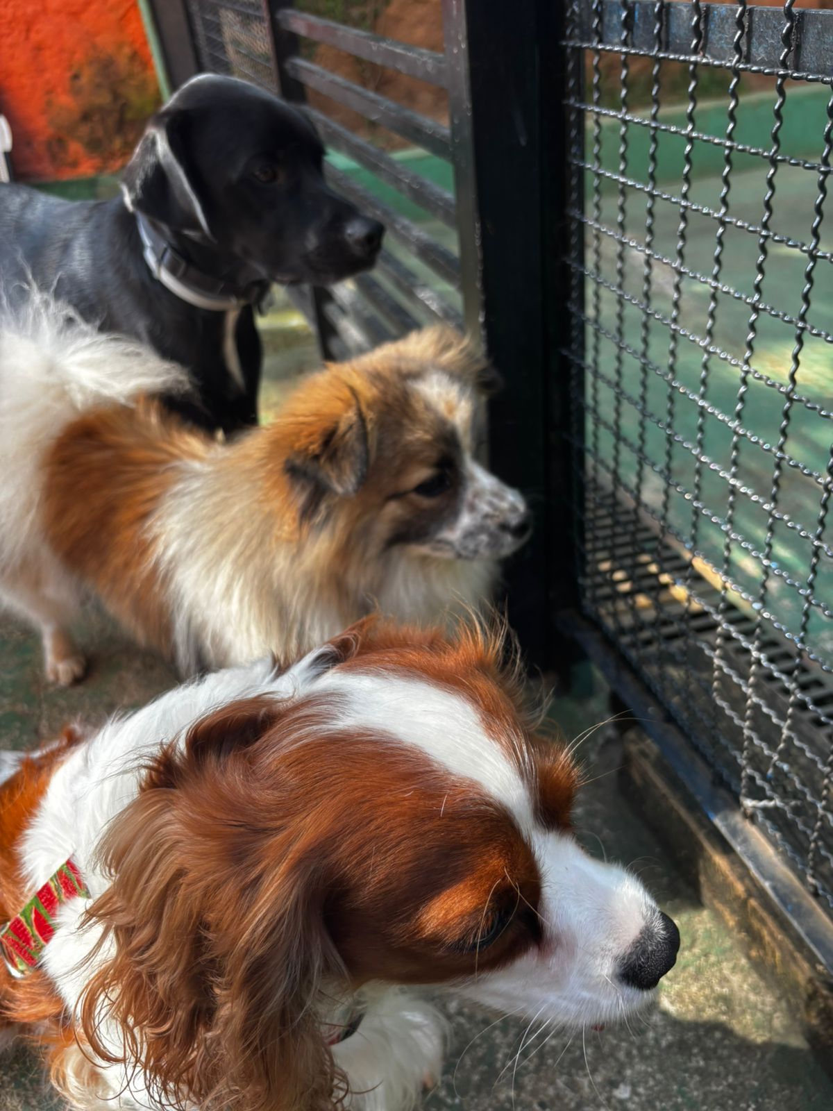 Foto do dia 24/03/2026 10:03  na clínica Animal House