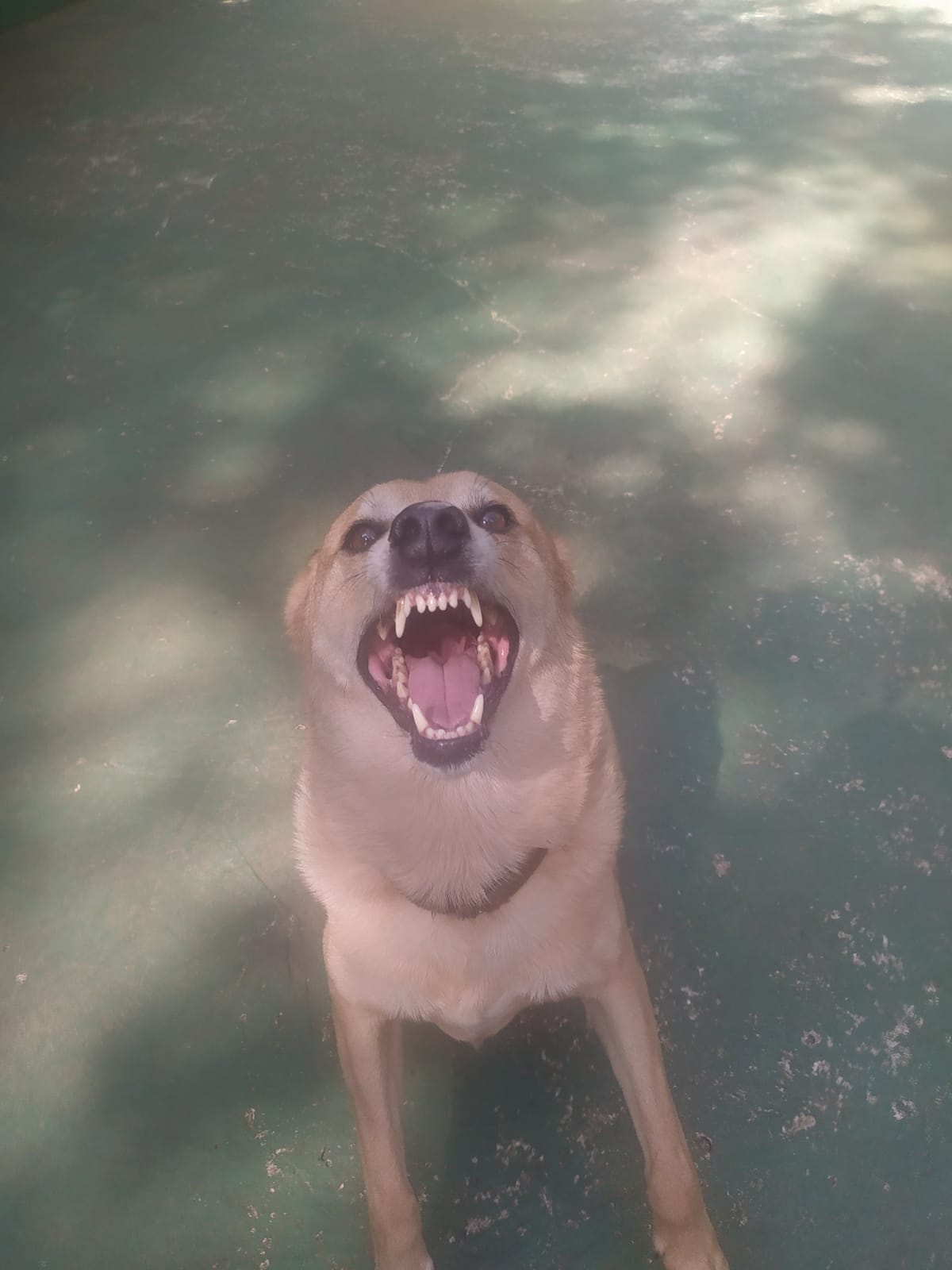 Foto do dia 24/03/2026 10:10  na clínica Animal House