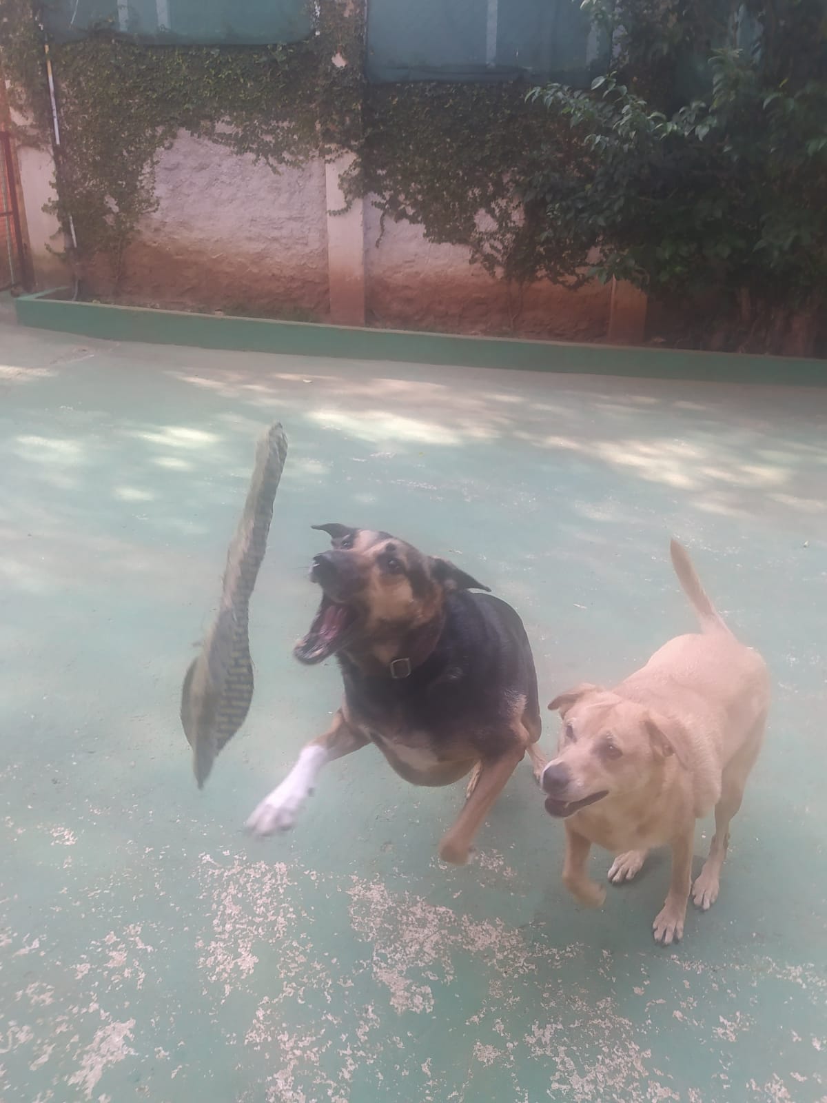 Foto do dia 24/03/2026 10:10  na clínica Animal House