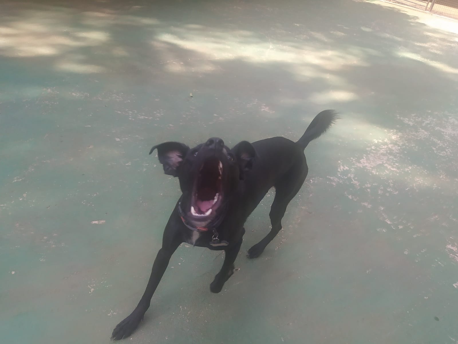 Foto do dia 24/03/2026 10:14  na clínica Animal House