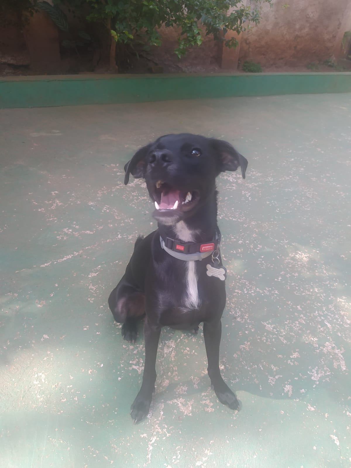 Foto do dia 24/03/2026 10:14  na clínica Animal House