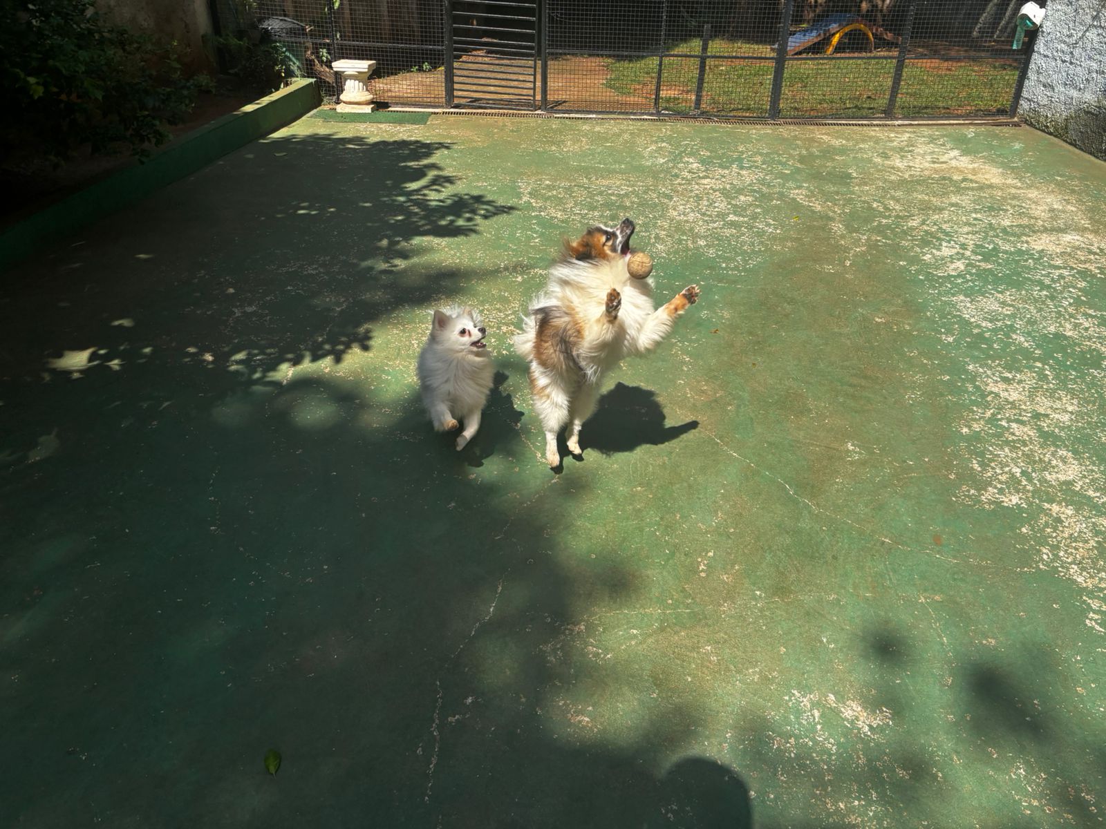 Foto do dia 24/03/2026 10:49  na clínica Animal House