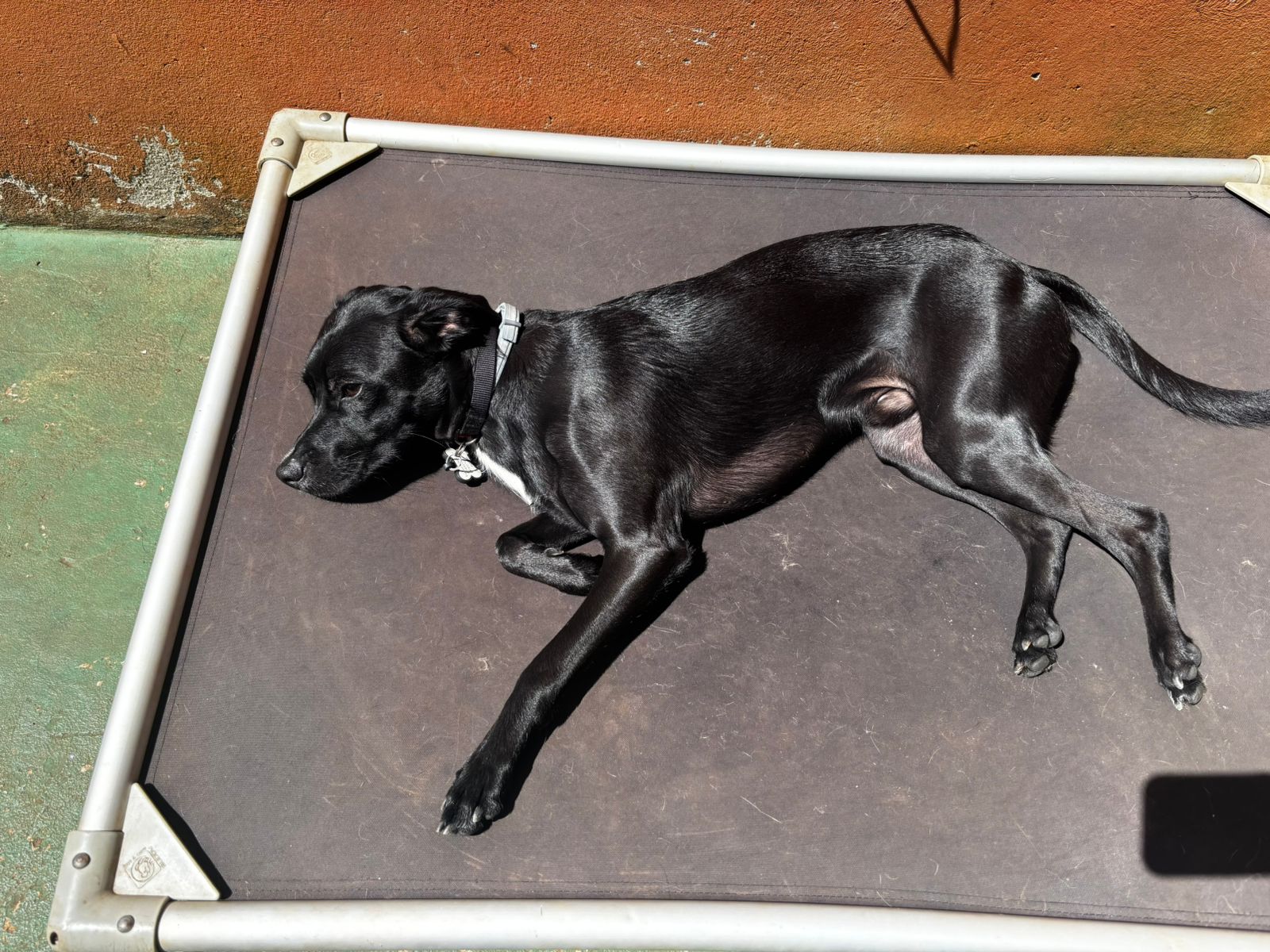 Depois da piscina, partiu se bronzear !