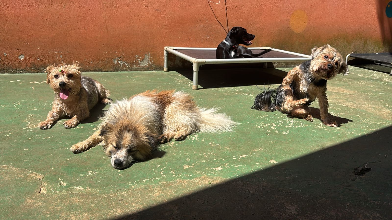 Foto do dia 24/03/2026 11:43  na clínica Animal House