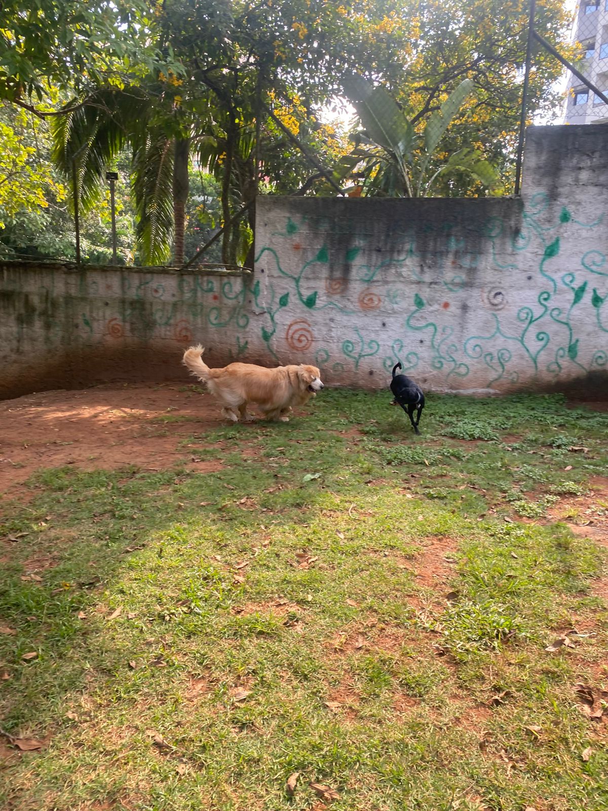 Foto do dia 24/03/2026 15:10  na clínica Animal House