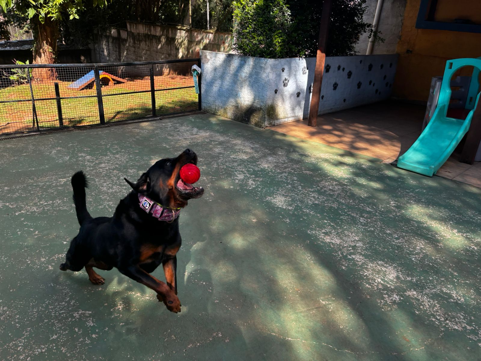 Foto do dia 25/03/2026 09:34  na clínica Animal House