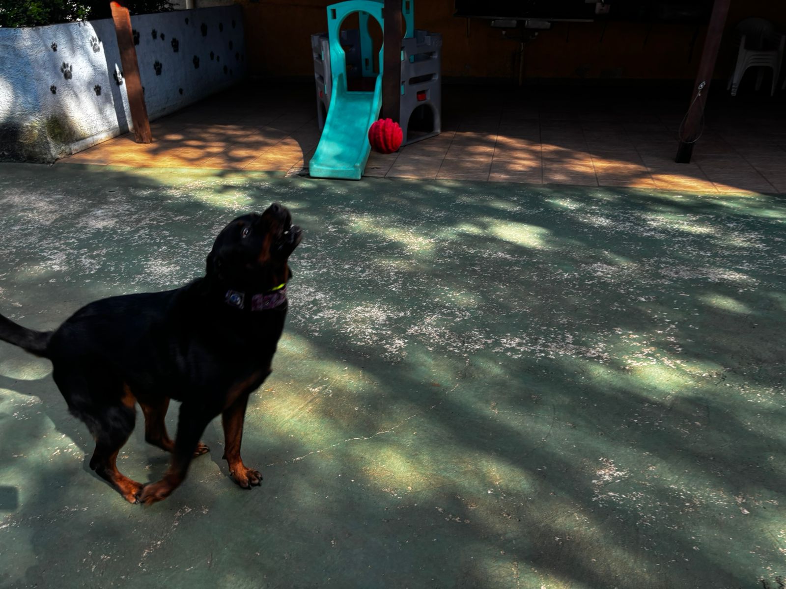 Foto do dia 25/03/2026 09:35  na clínica Animal House