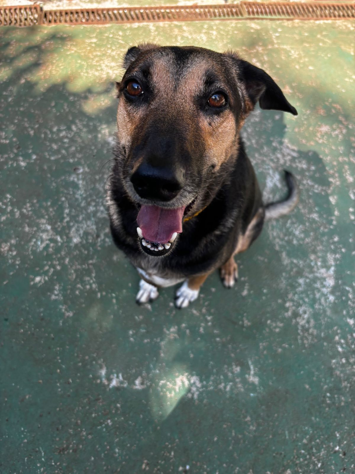 Foto do dia 25/03/2026 10:03  na clínica Animal House