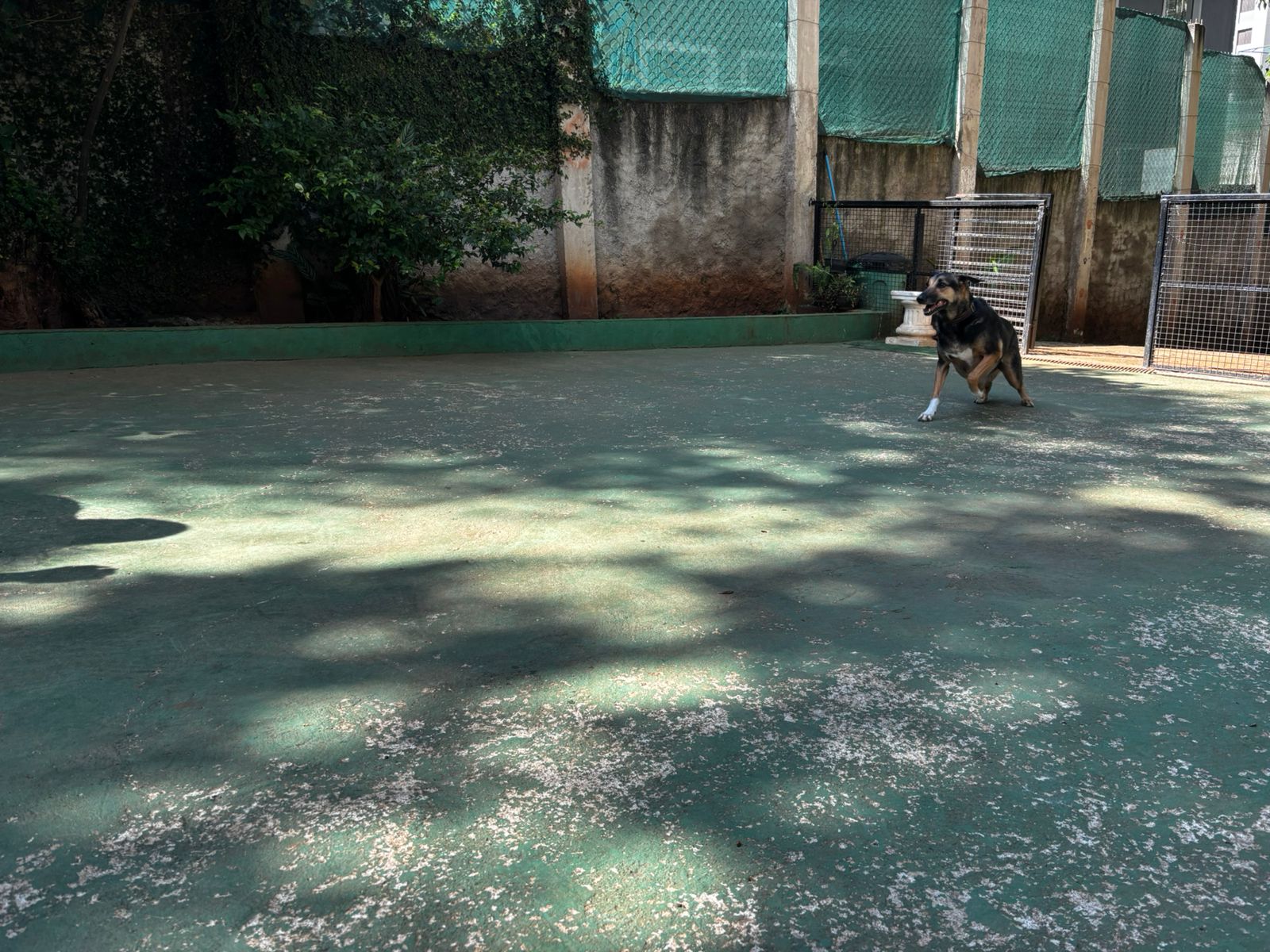 Foto do dia 25/03/2026 10:03  na clínica Animal House