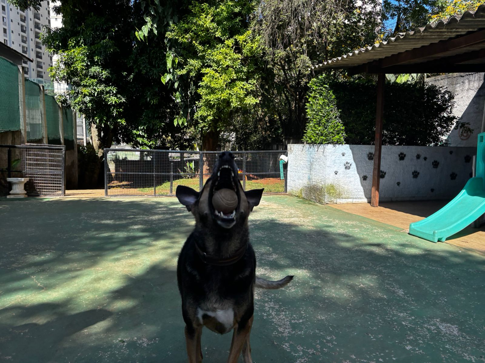 Foto do dia 25/03/2026 10:03  na clínica Animal House