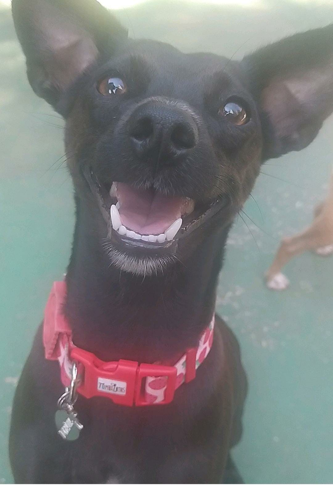 Foto do dia 25/03/2026 10:27  na clínica Animal House