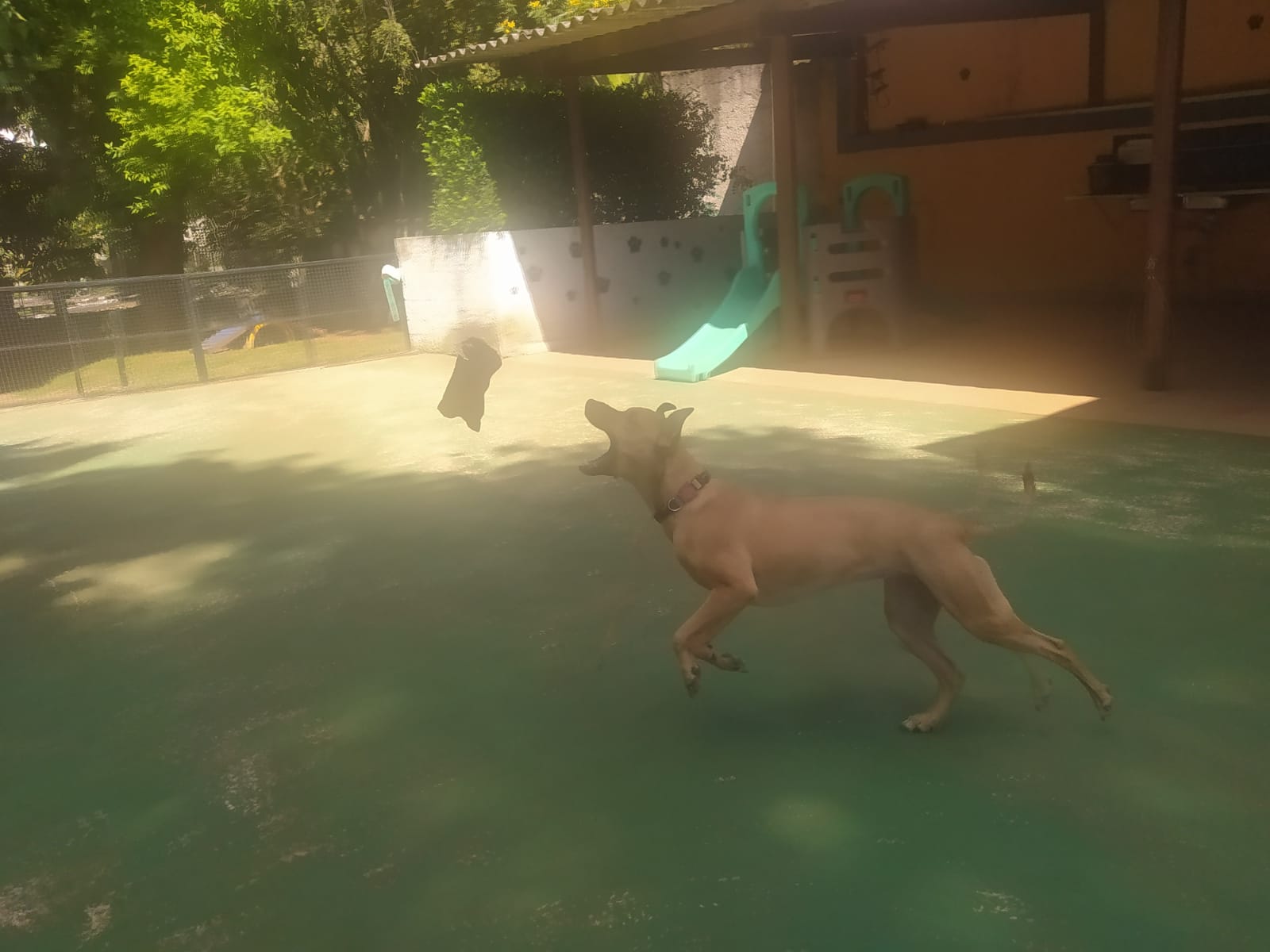 Foto do dia 25/03/2026 10:32  na clínica Animal House