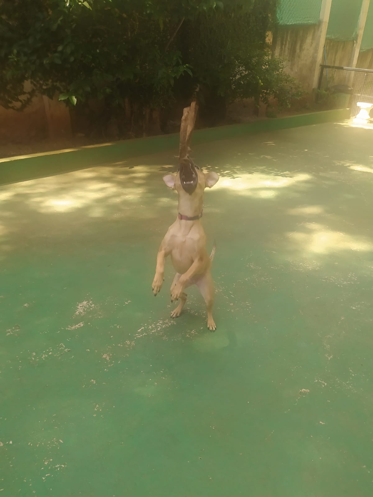 Foto do dia 25/03/2026 10:32  na clínica Animal House