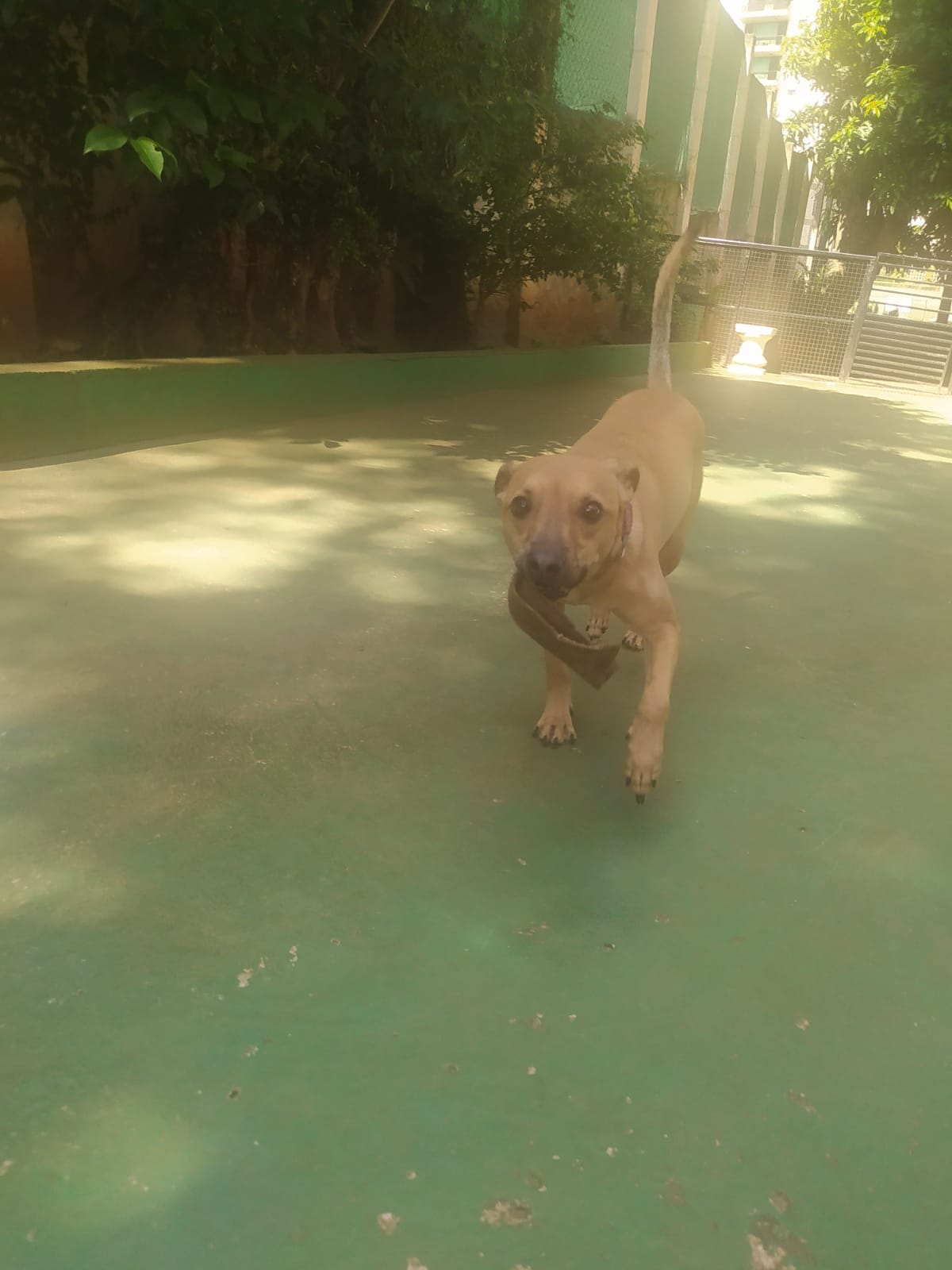 Foto do dia 25/03/2026 10:32  na clínica Animal House