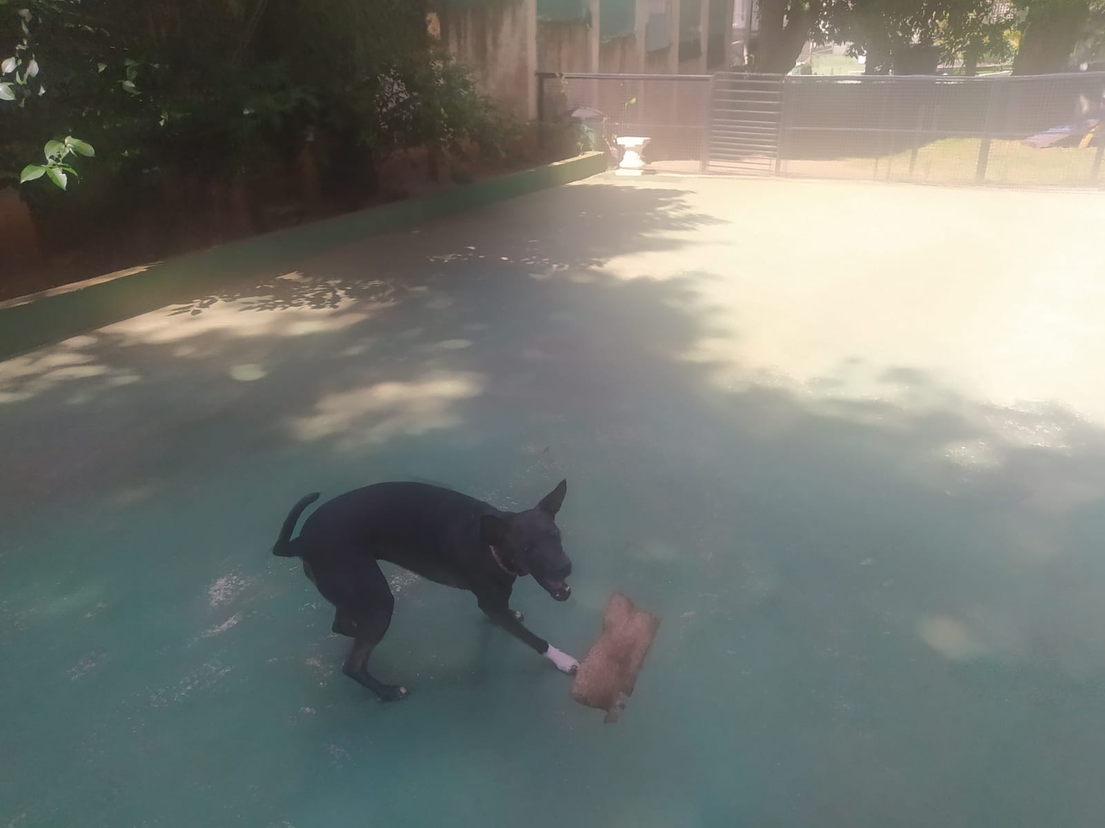 Foto do dia 25/03/2026 10:48  na clínica Animal House