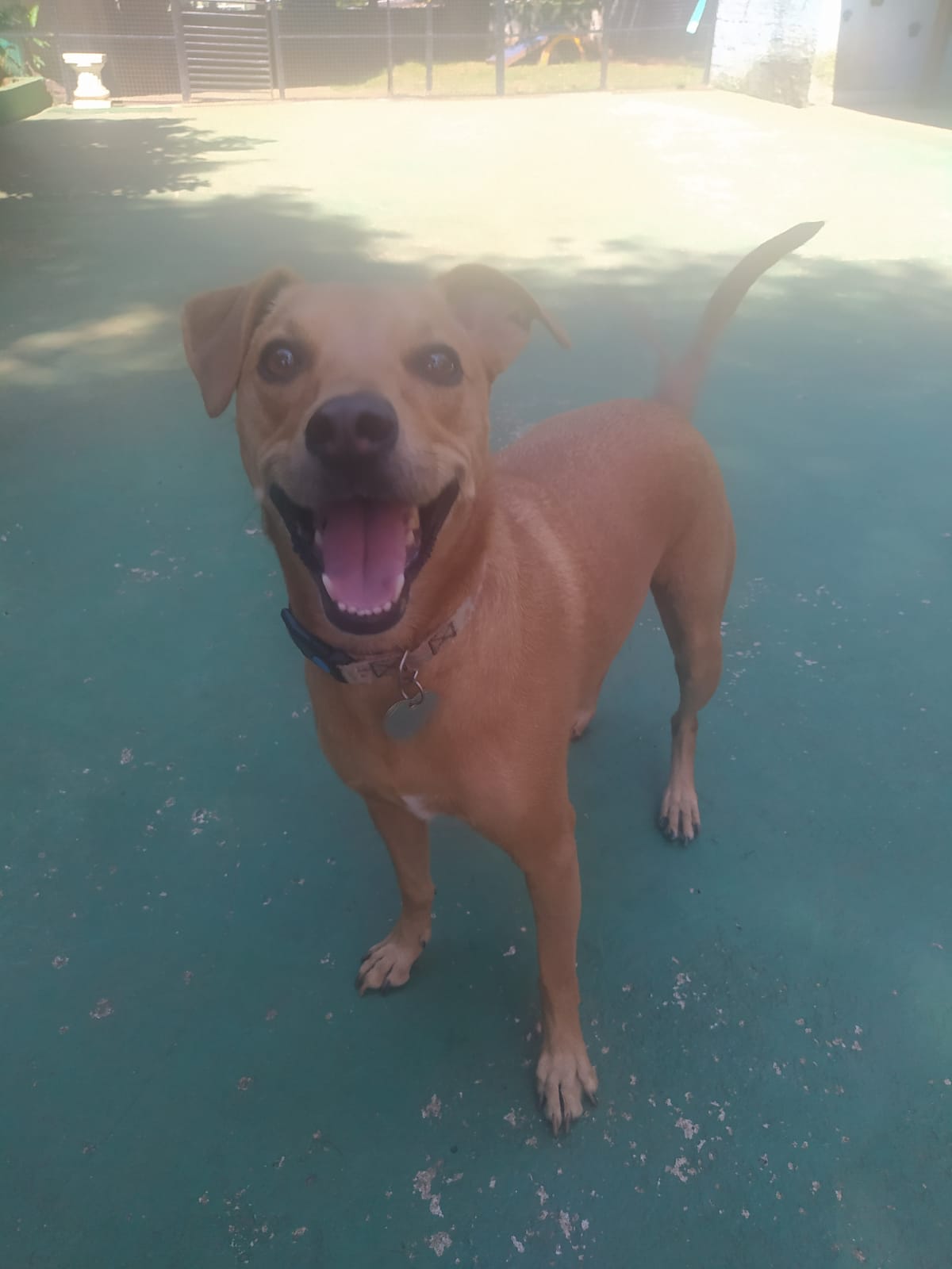 Foto do dia 25/03/2026 10:53  na clínica Animal House