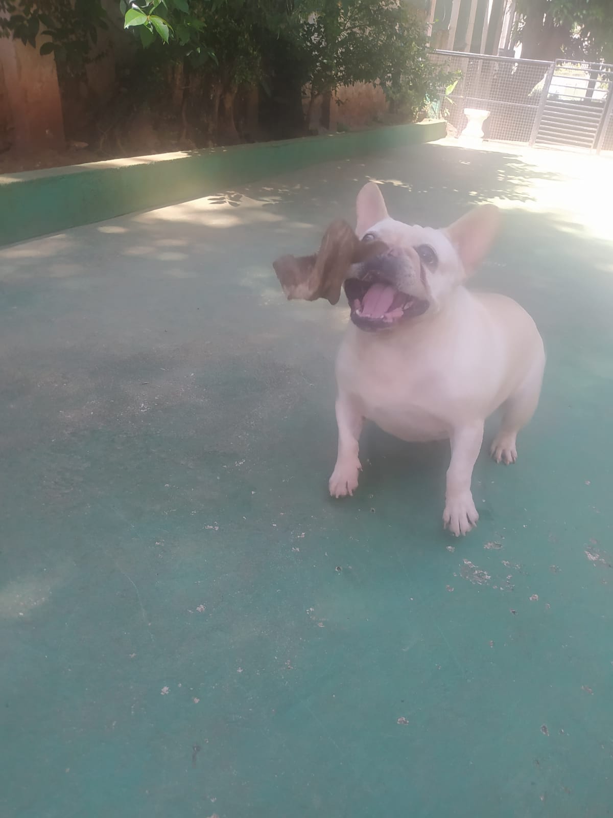 Foto do dia 25/03/2026 10:56  na clínica Animal House