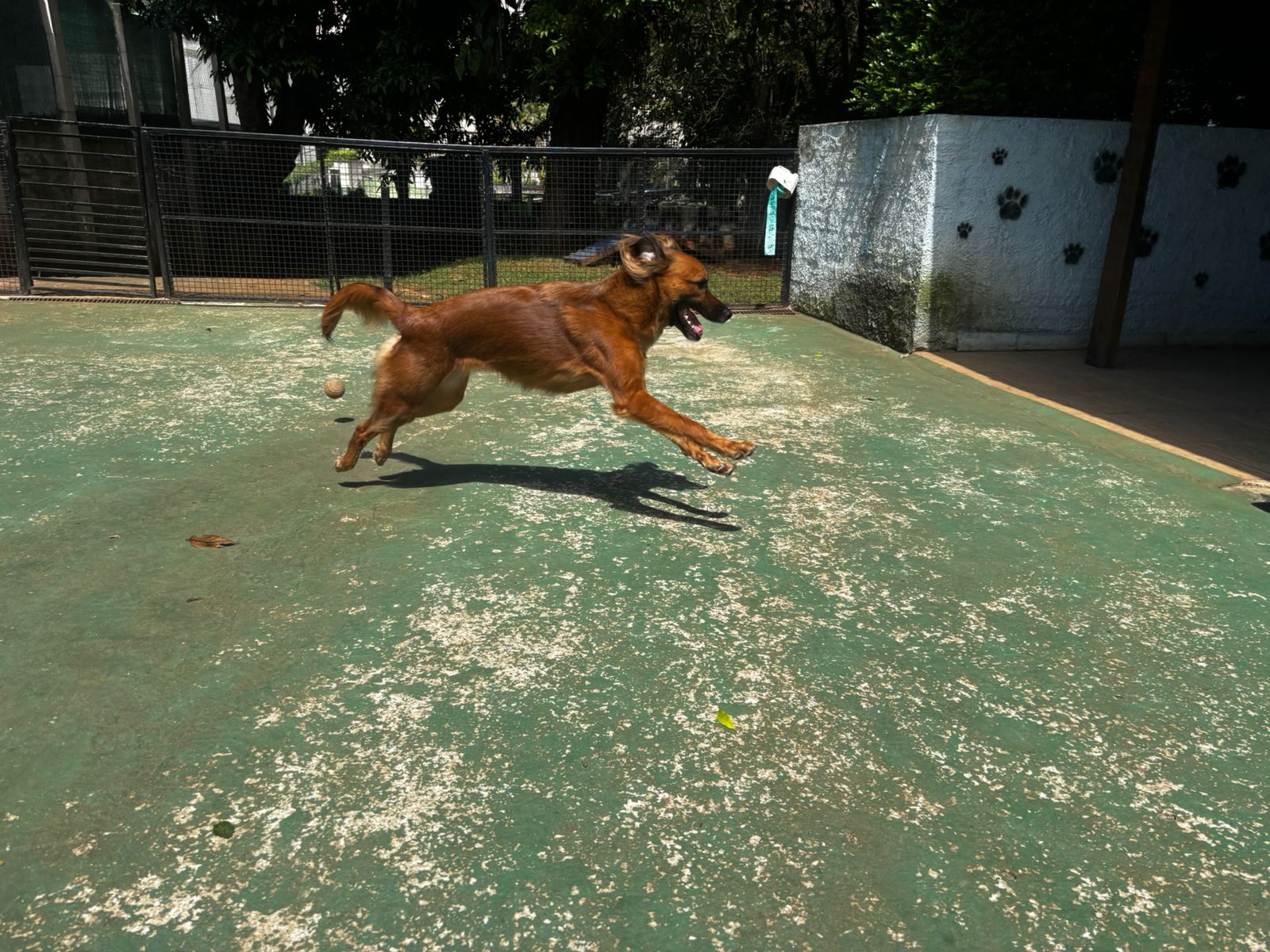 Foto do dia 25/03/2026 11:09  na clínica Animal House