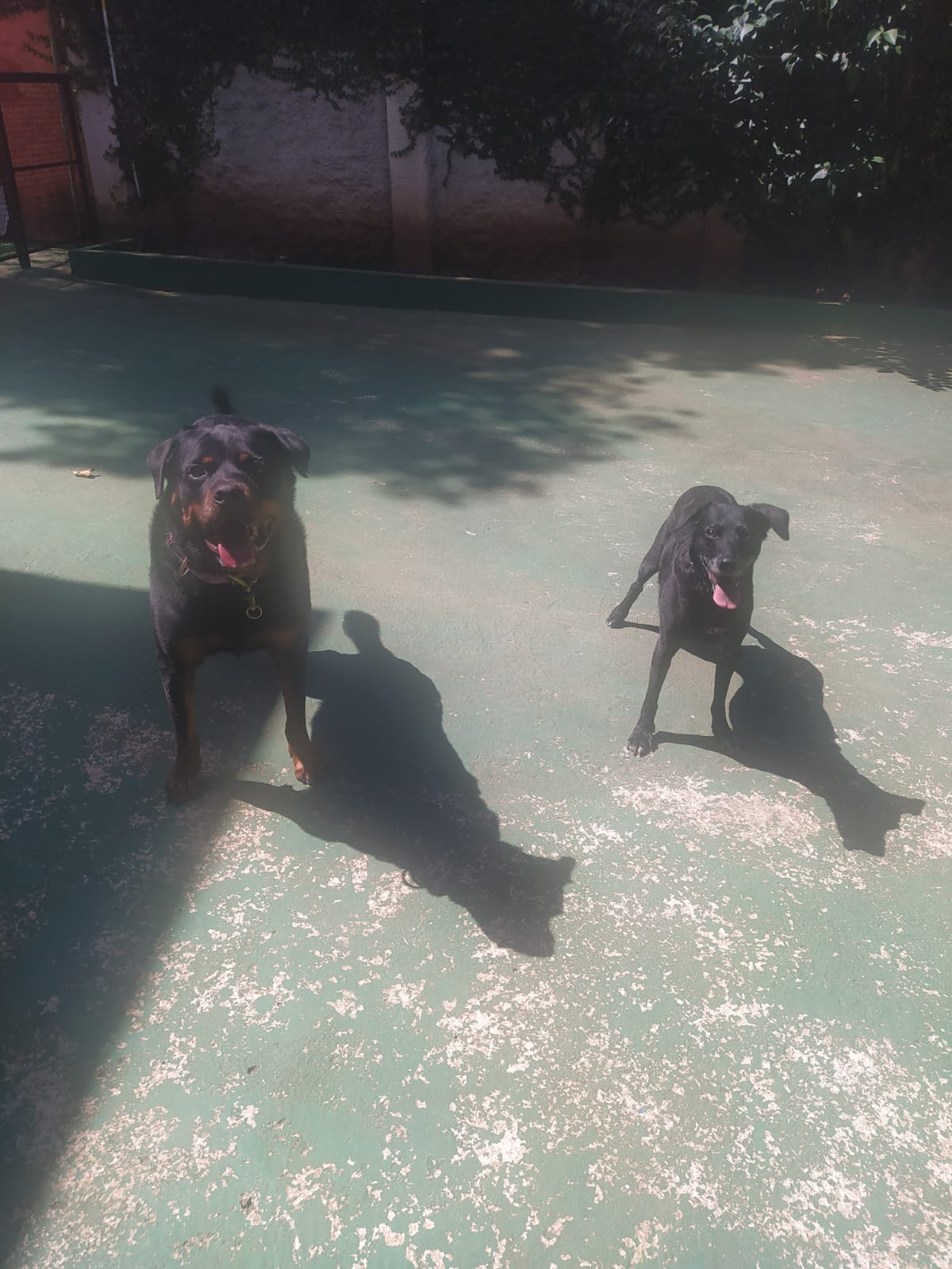 Foto do dia 25/03/2026 11:26  na clínica Animal House