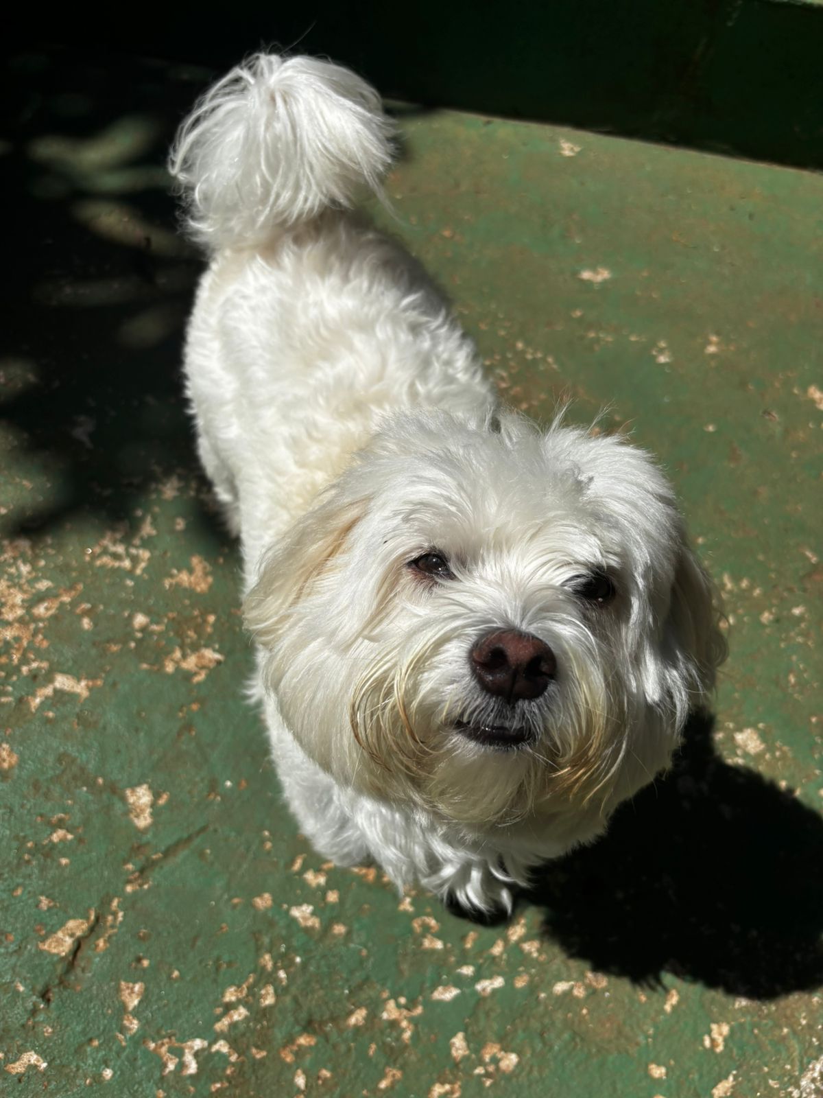 Foto do dia 25/03/2026 11:30  na clínica Animal House