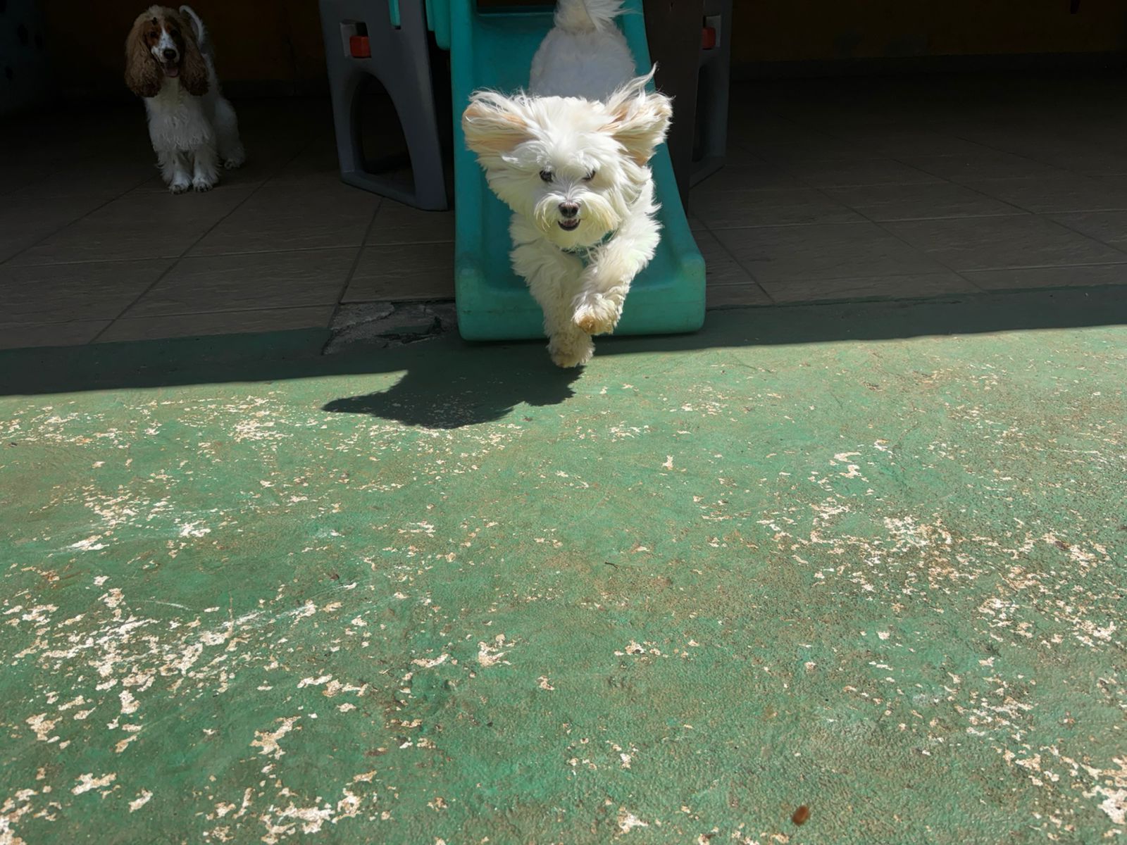 Foto do dia 25/03/2026 11:30  na clínica Animal House